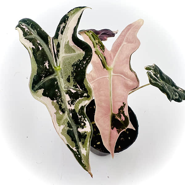 Alocasia