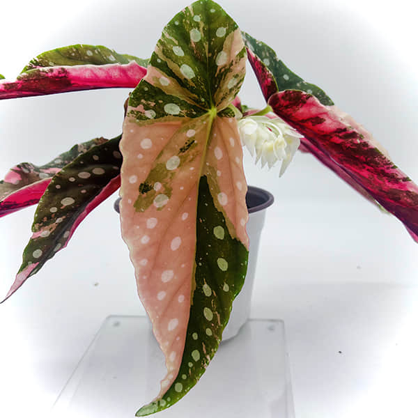 Begonia