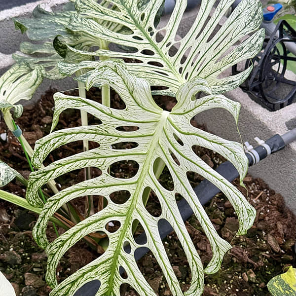 Monstera Deliciosa White Monster