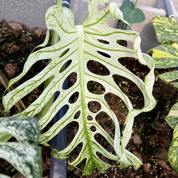Monstera Devil Monster