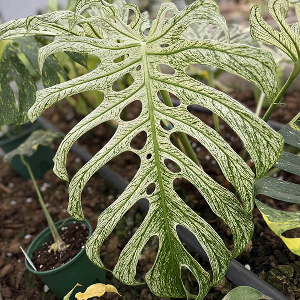 Monstera Devil Monster