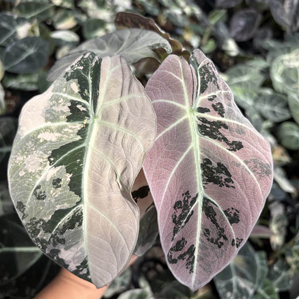 Alocasia Black Velvet Pink Variegated