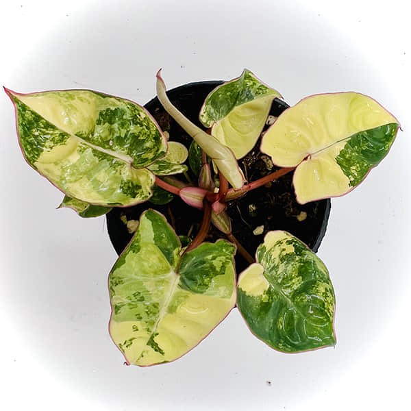 Philodendron
