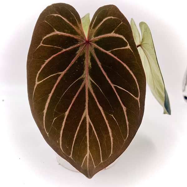 Anthurium