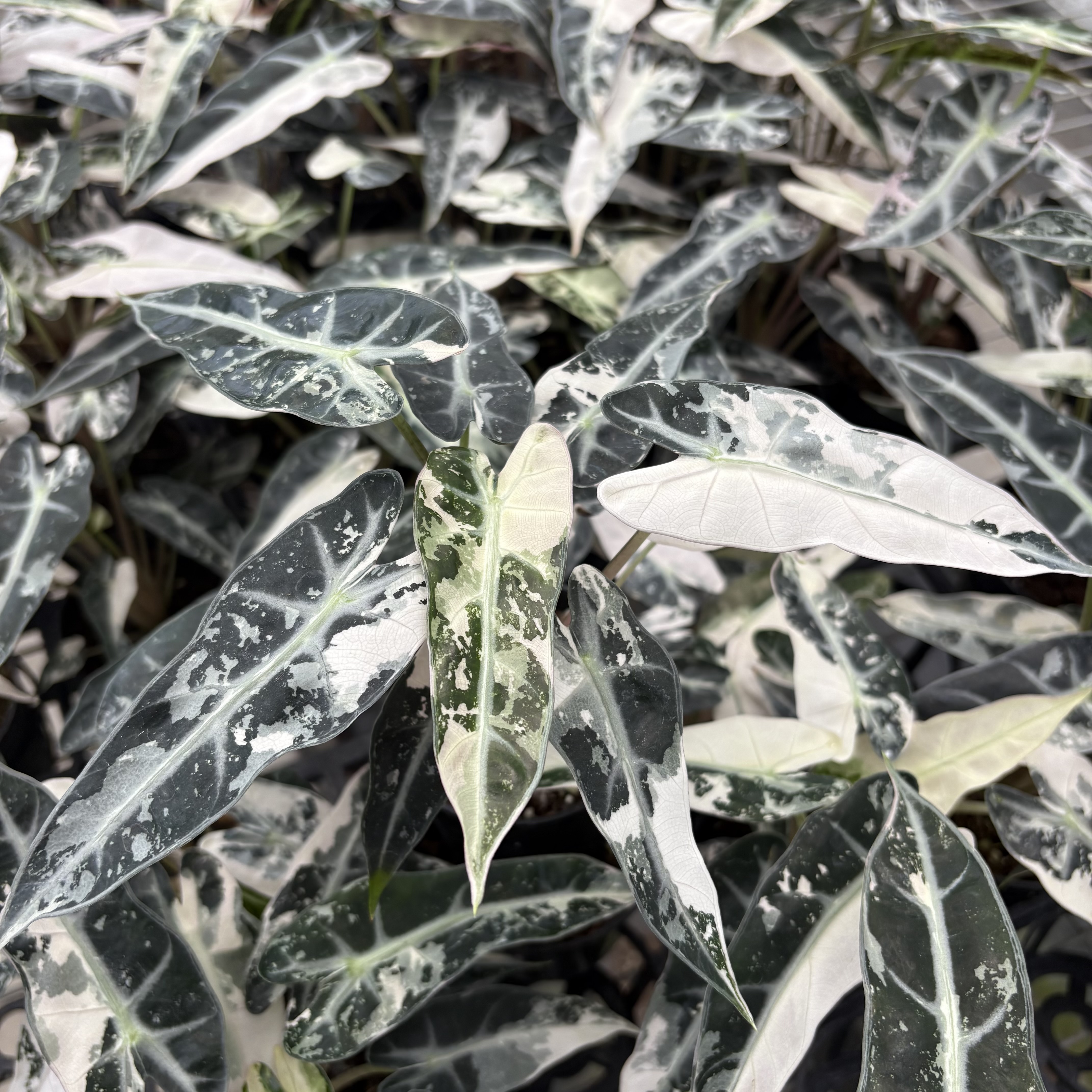 Alocasia Bambino Pink Variegated