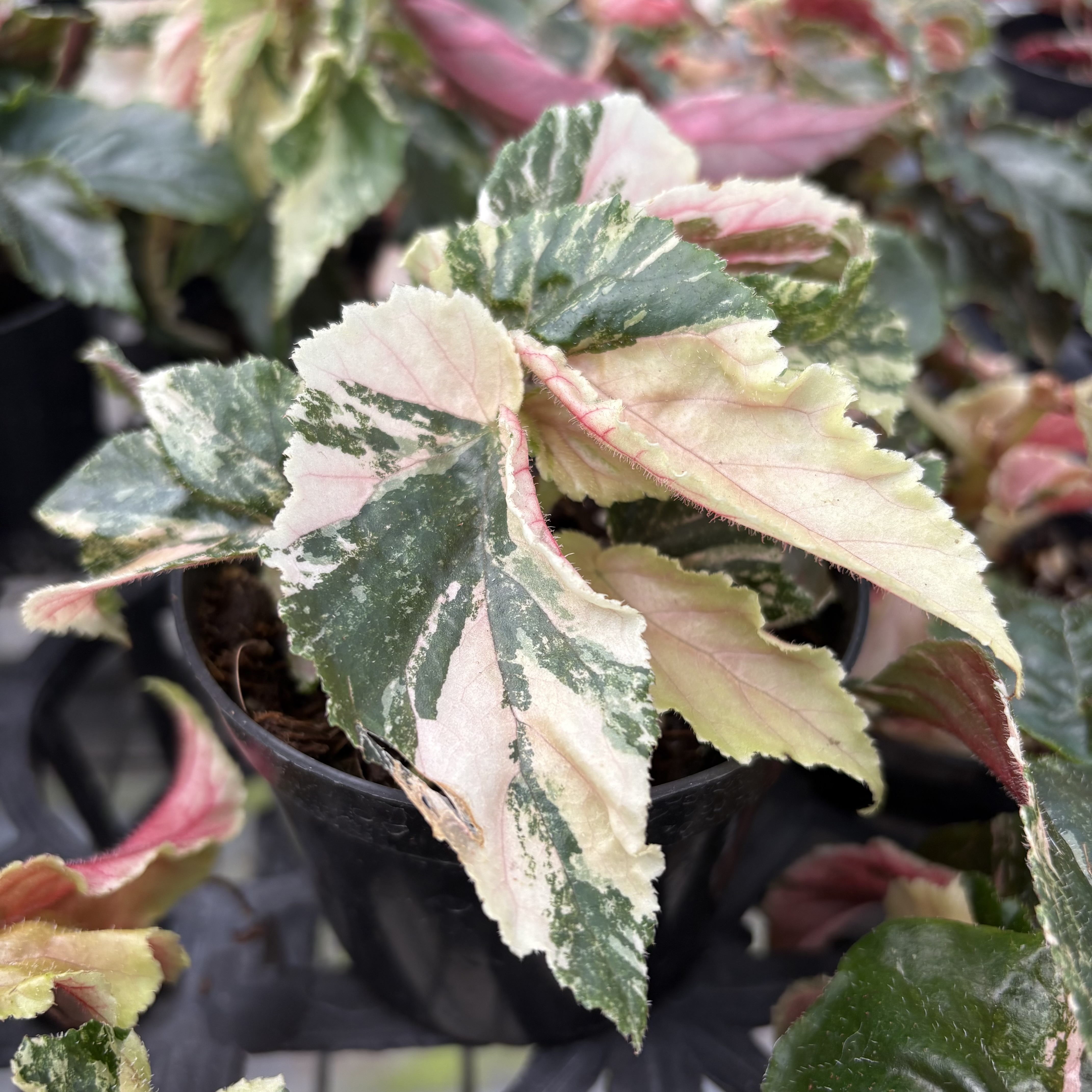 Begonia Ginny Galaxy Variegated
