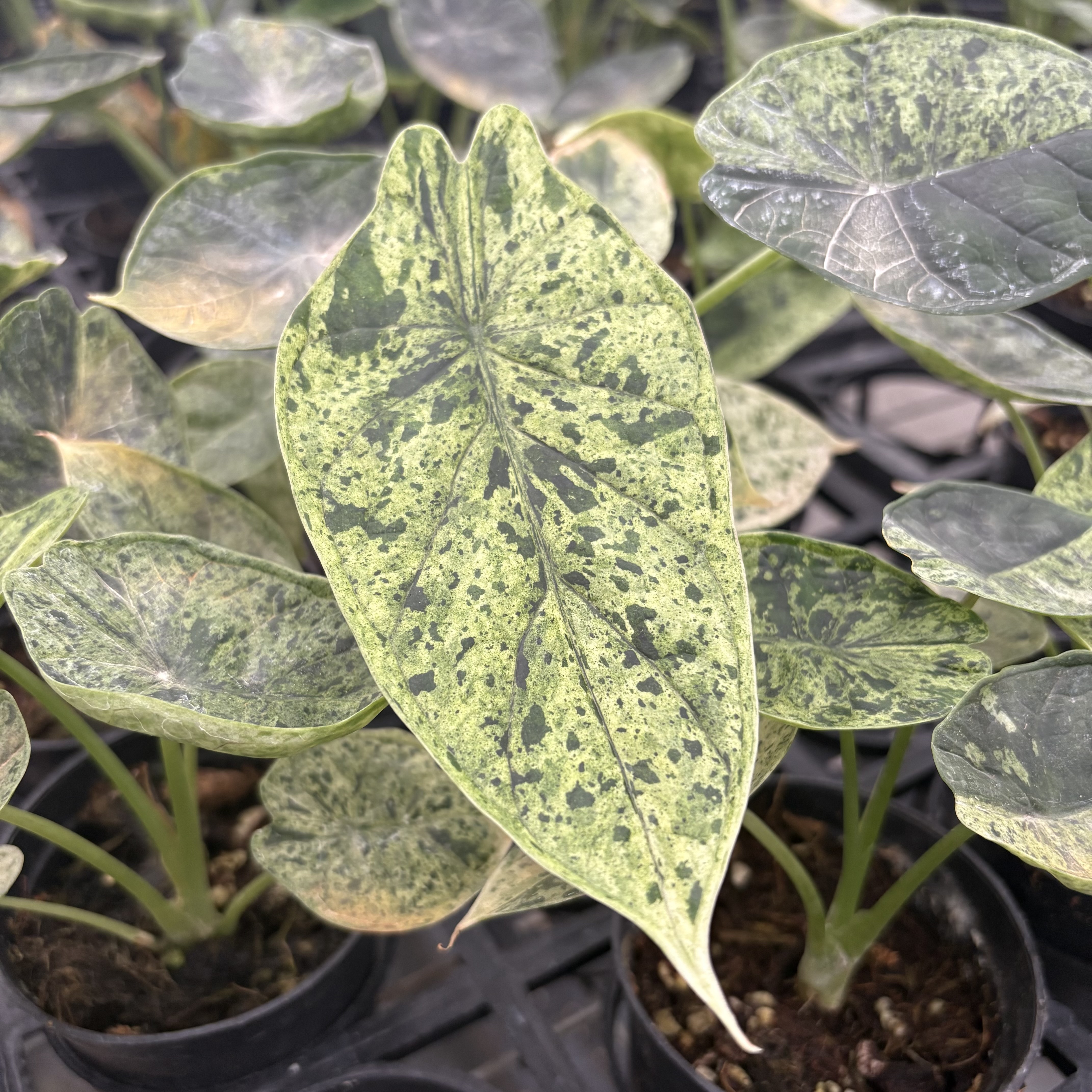 Alocasia Dragon Scale Mint Variegated