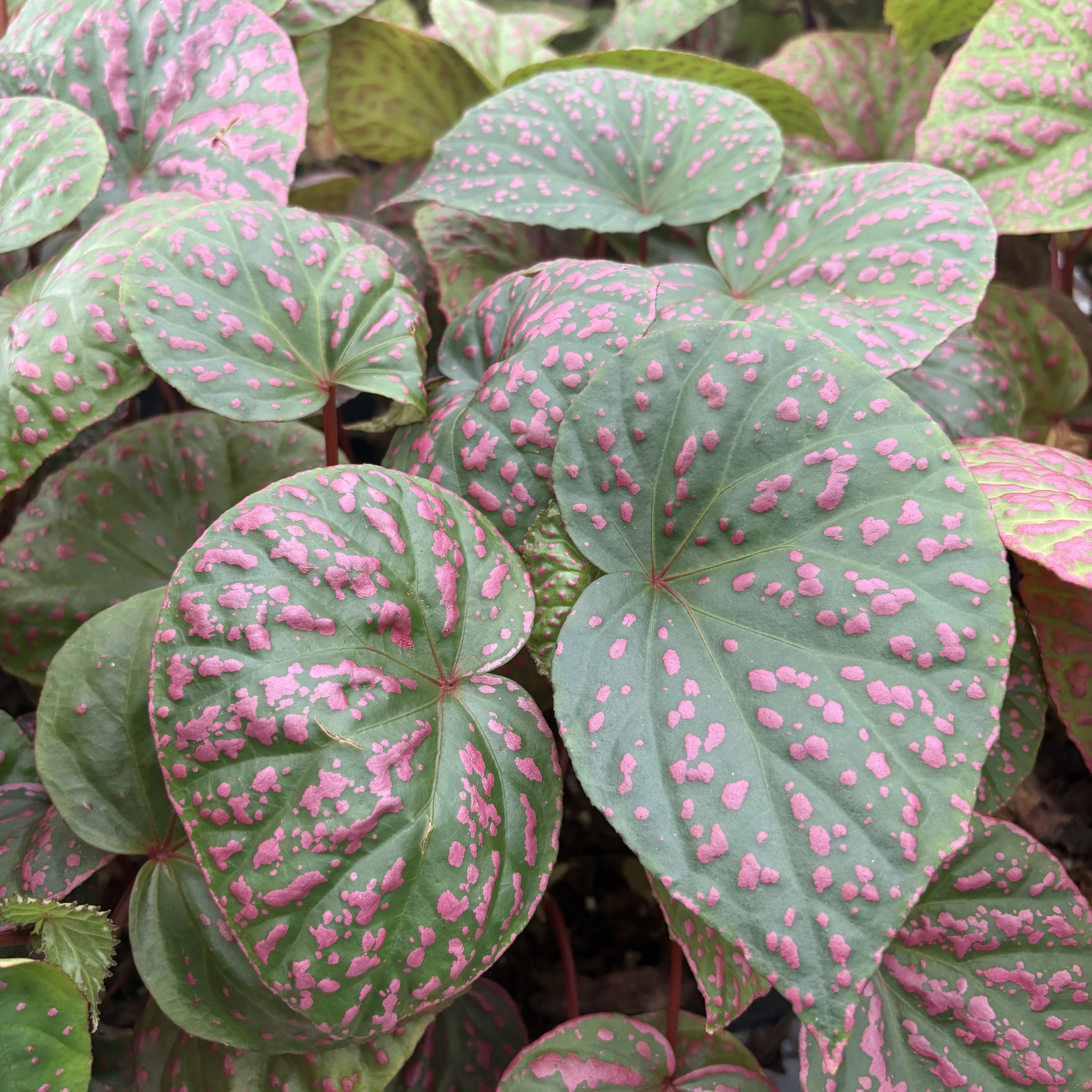 Begonia Roseopunctata
