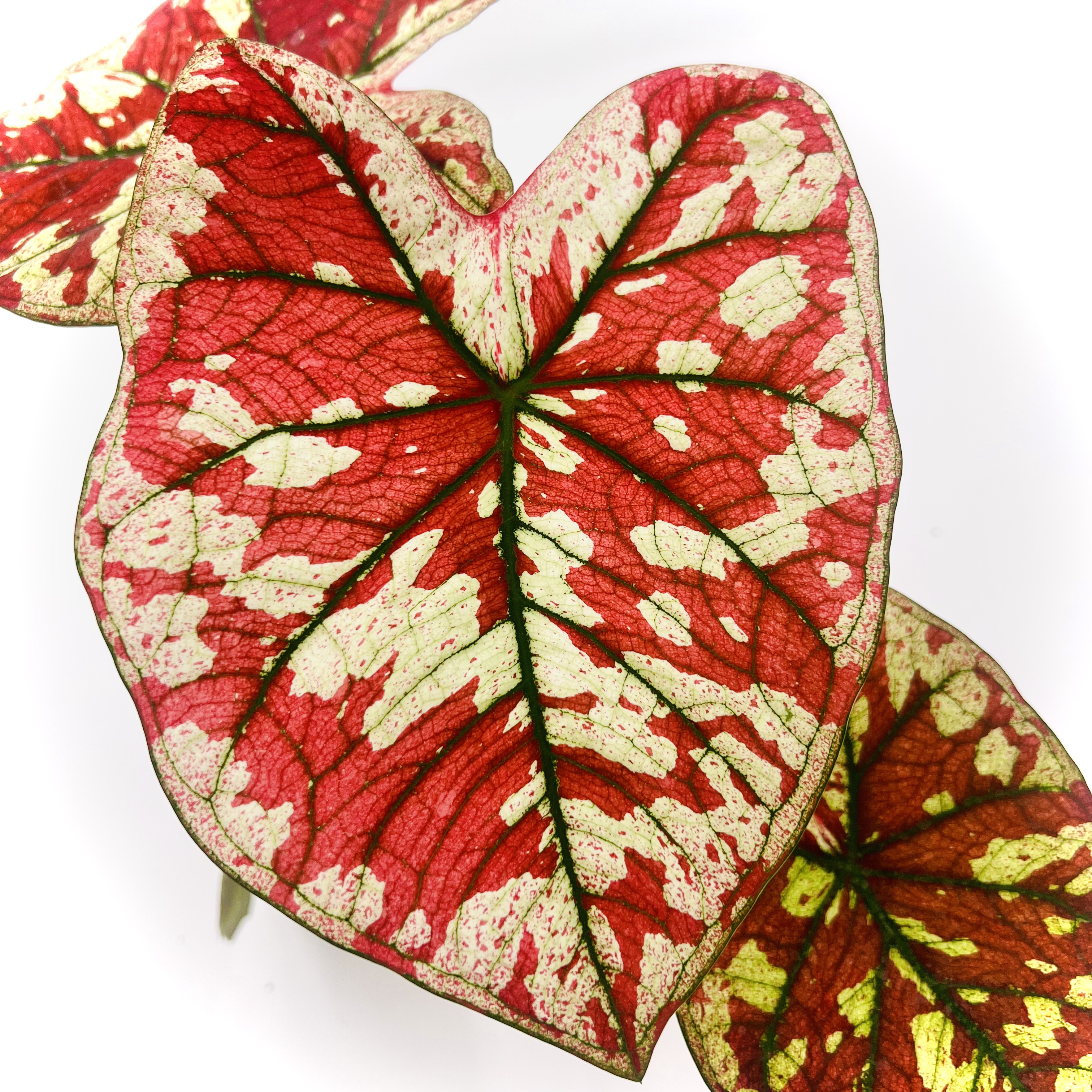Caladium The Only One In the Universe