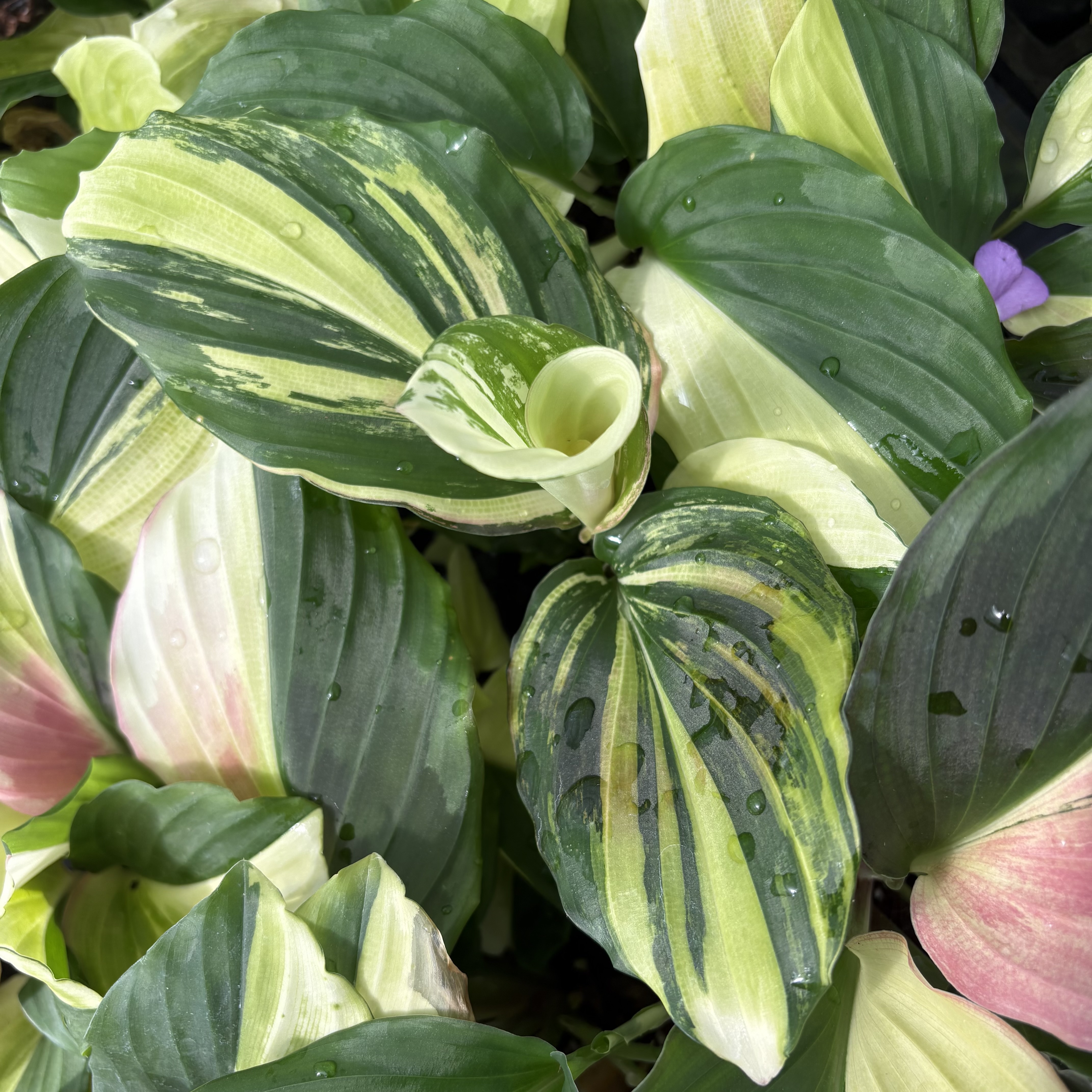 Kaempferia Pulchra Variegated