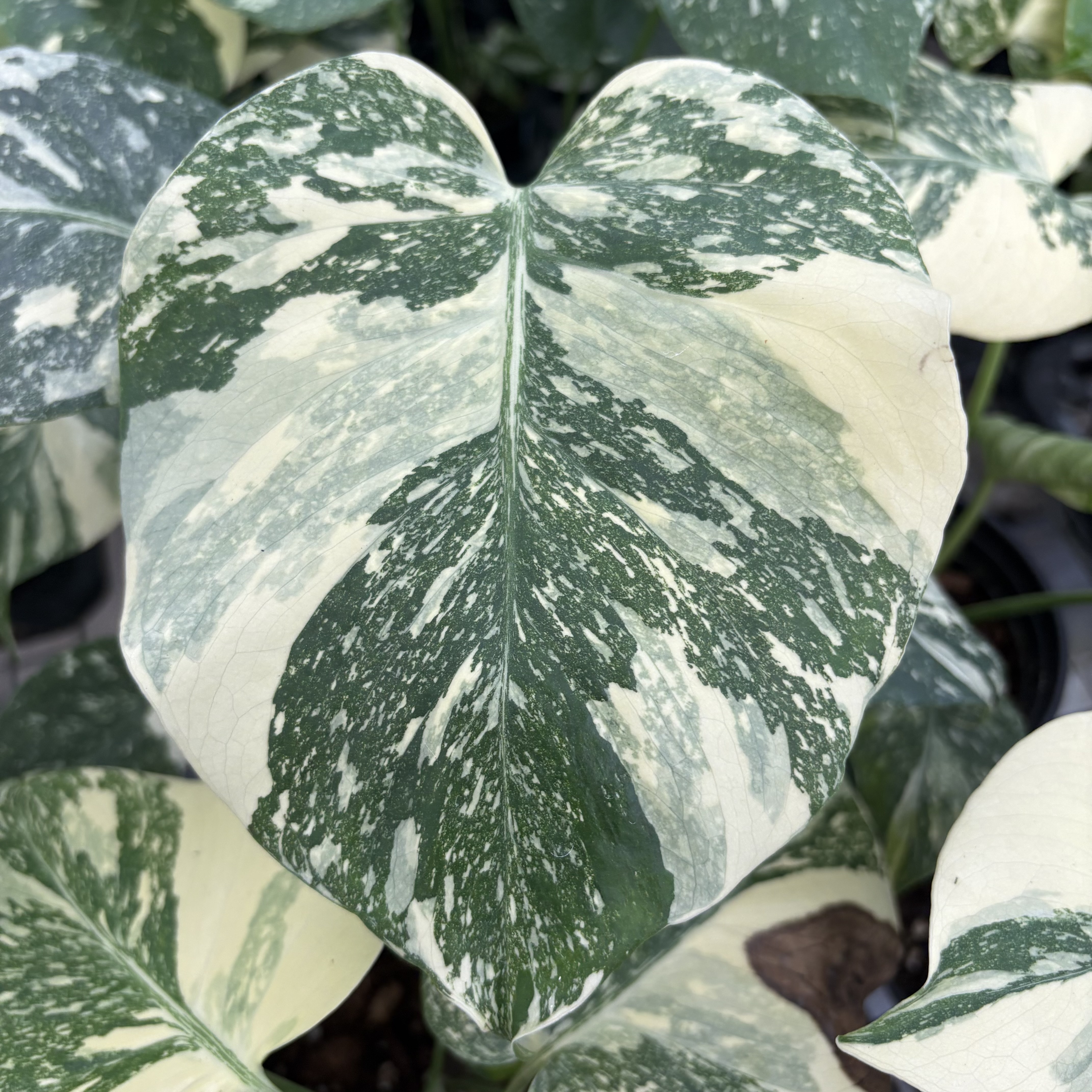 Monstera Creme Brulee