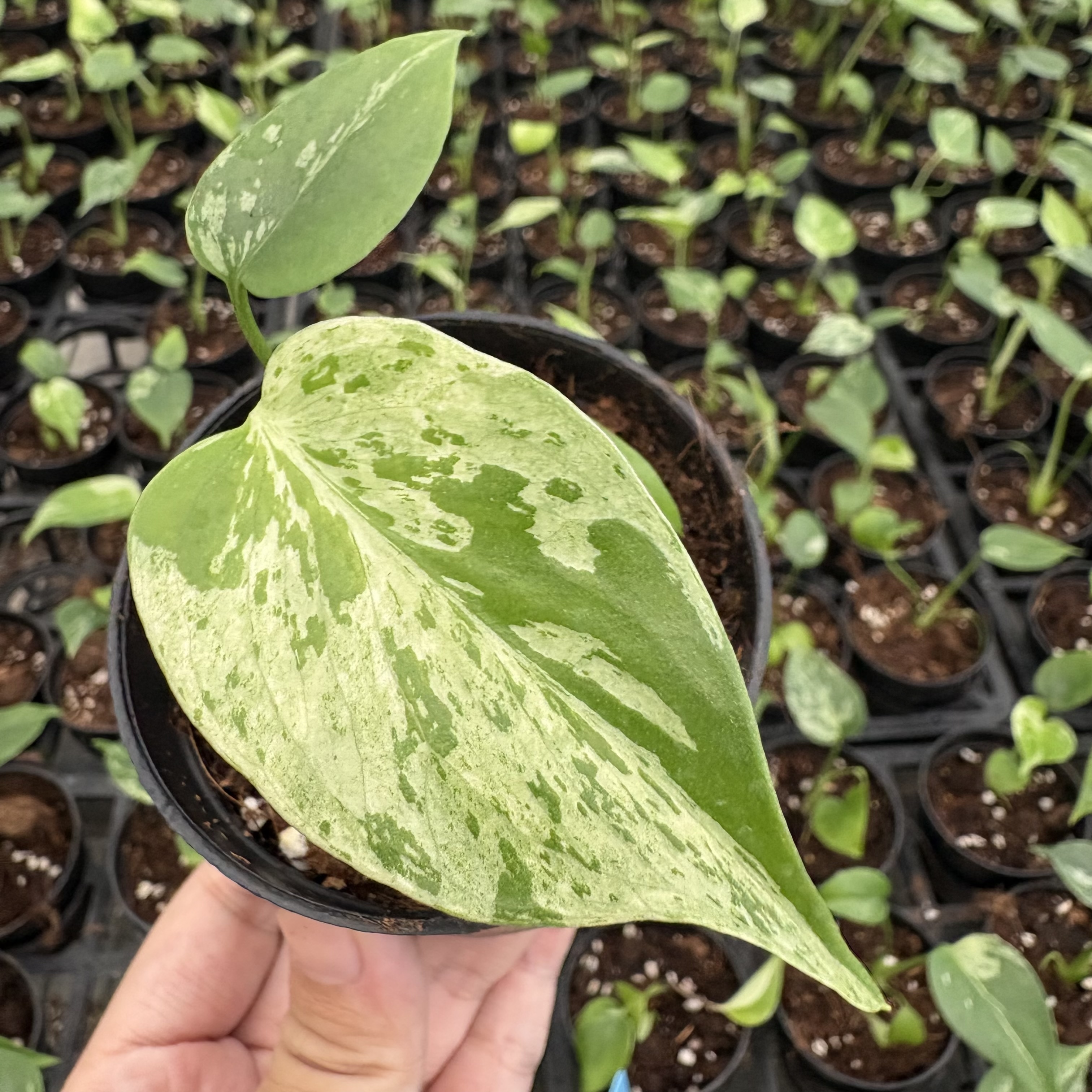 Monstera Bulbasaur