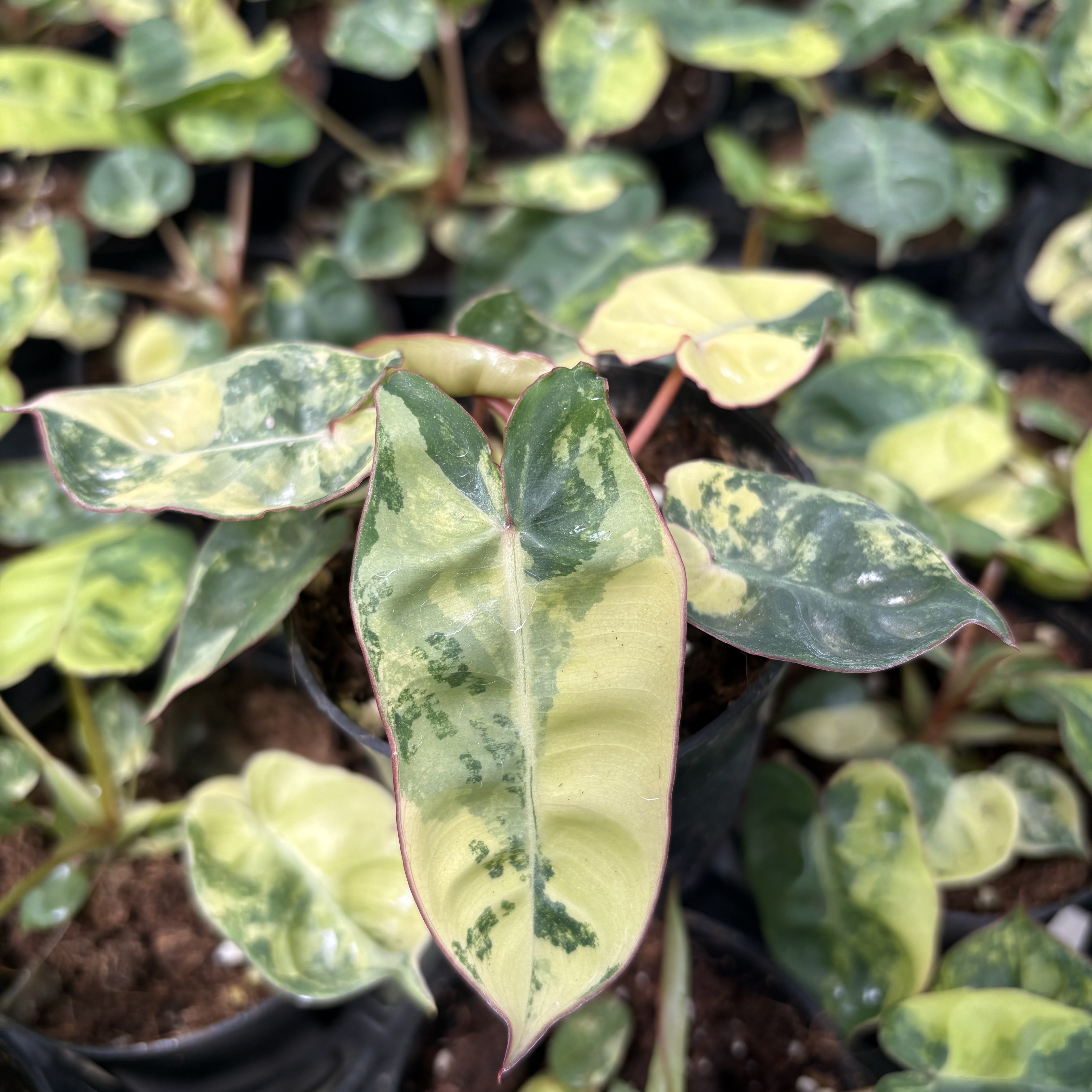 Philodendron Billietiae Variegated