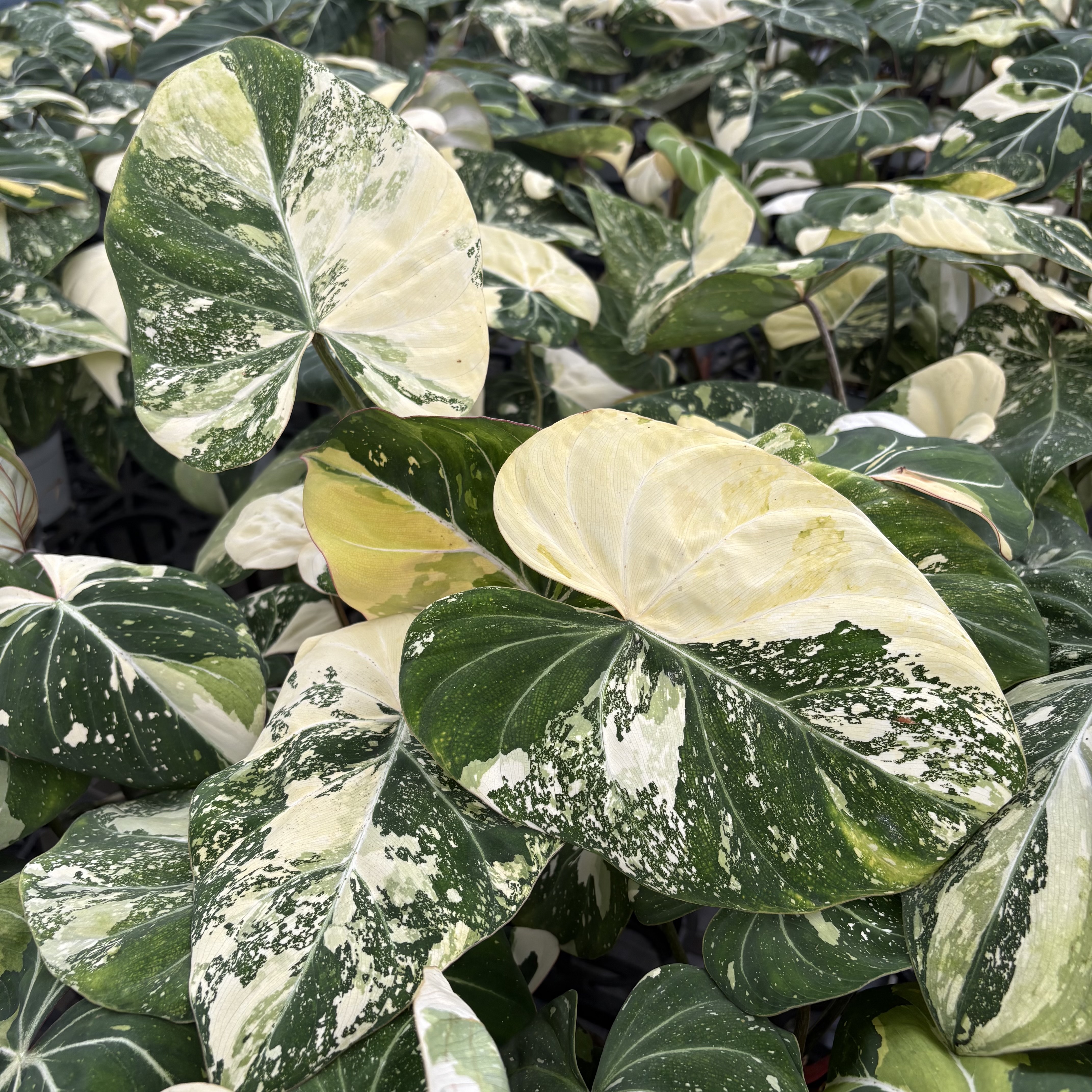 Philodendron Gloriosum Variegated Tri-Color