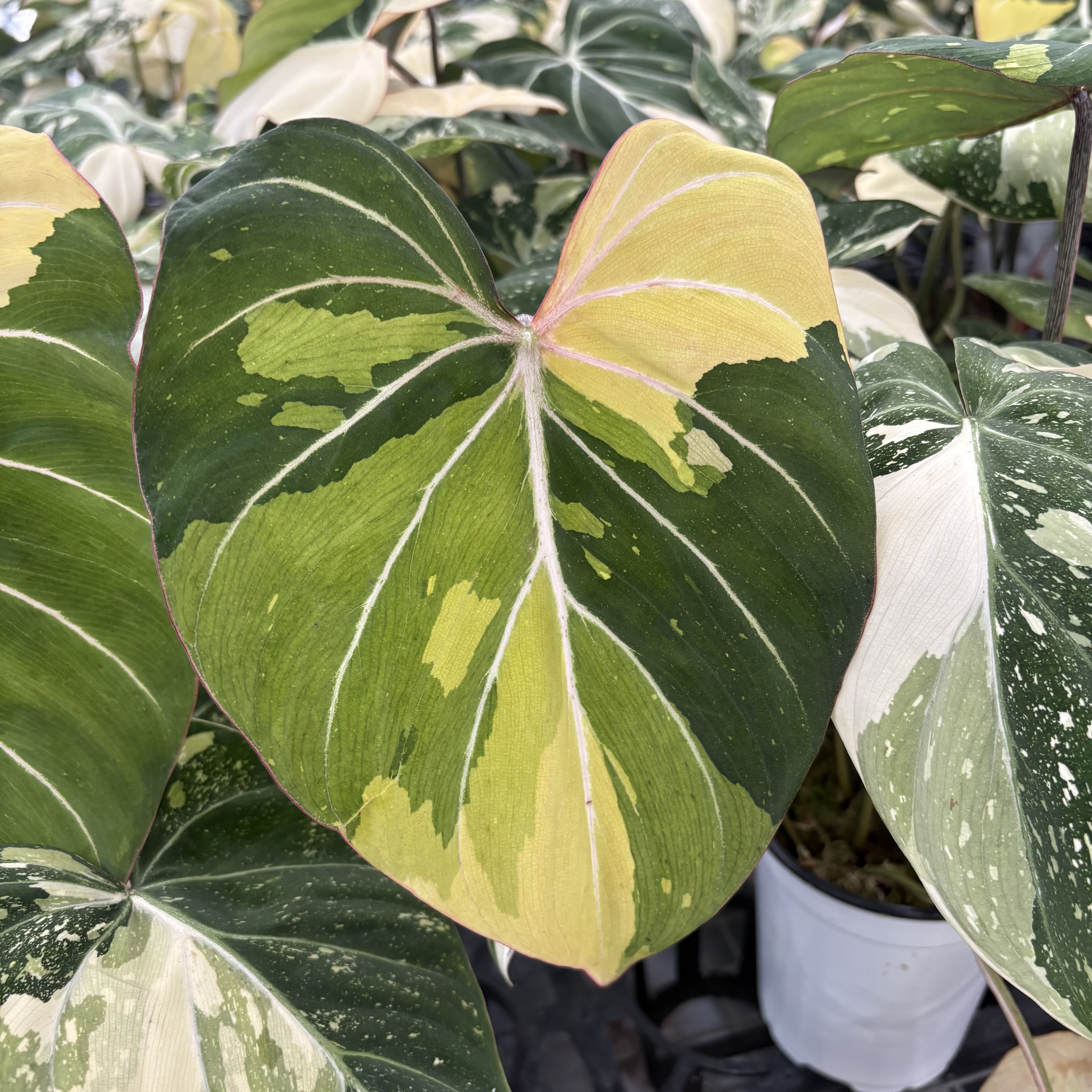 Philodendron Gloriosum Variegated Tri-Color