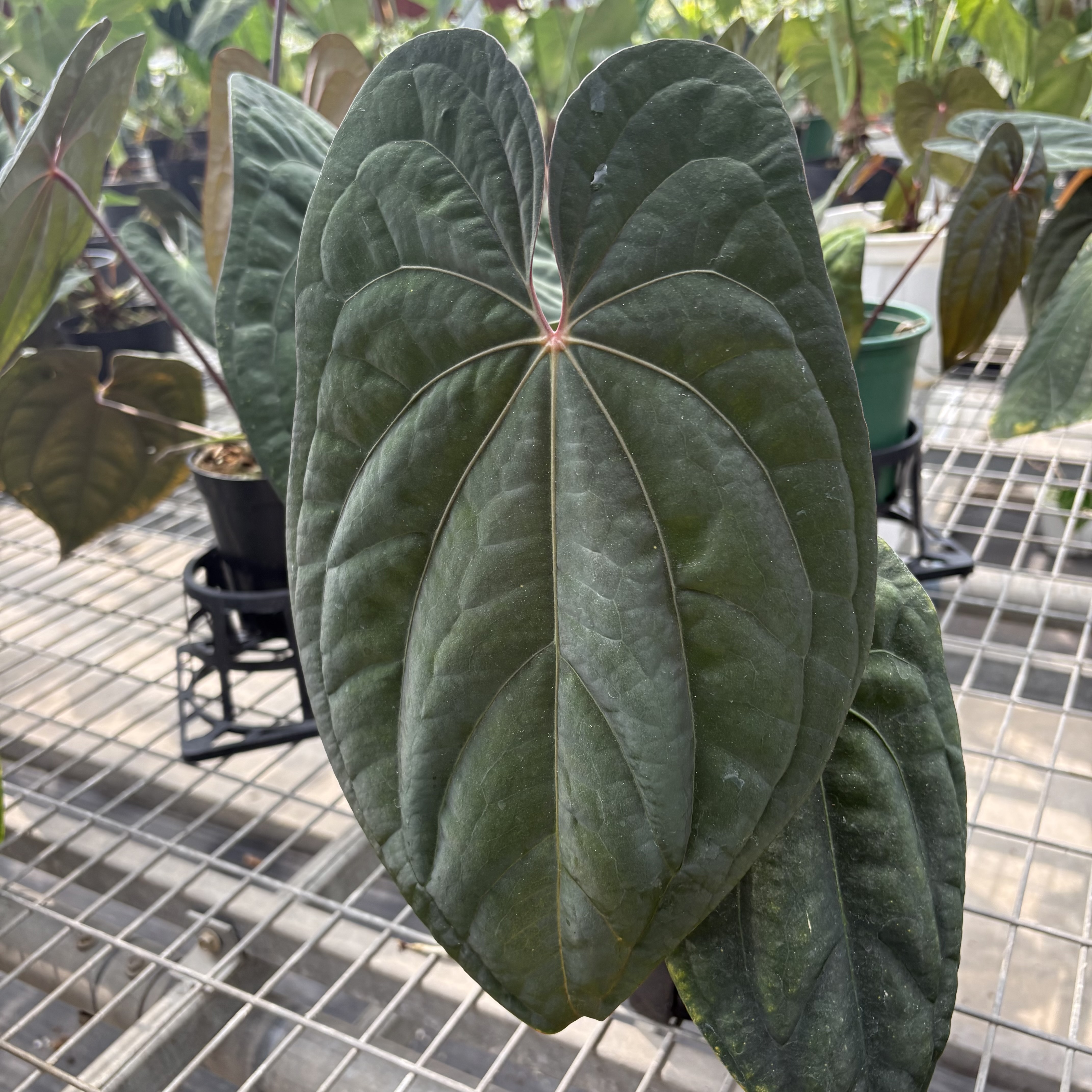 Anthurium Dark Phoenix