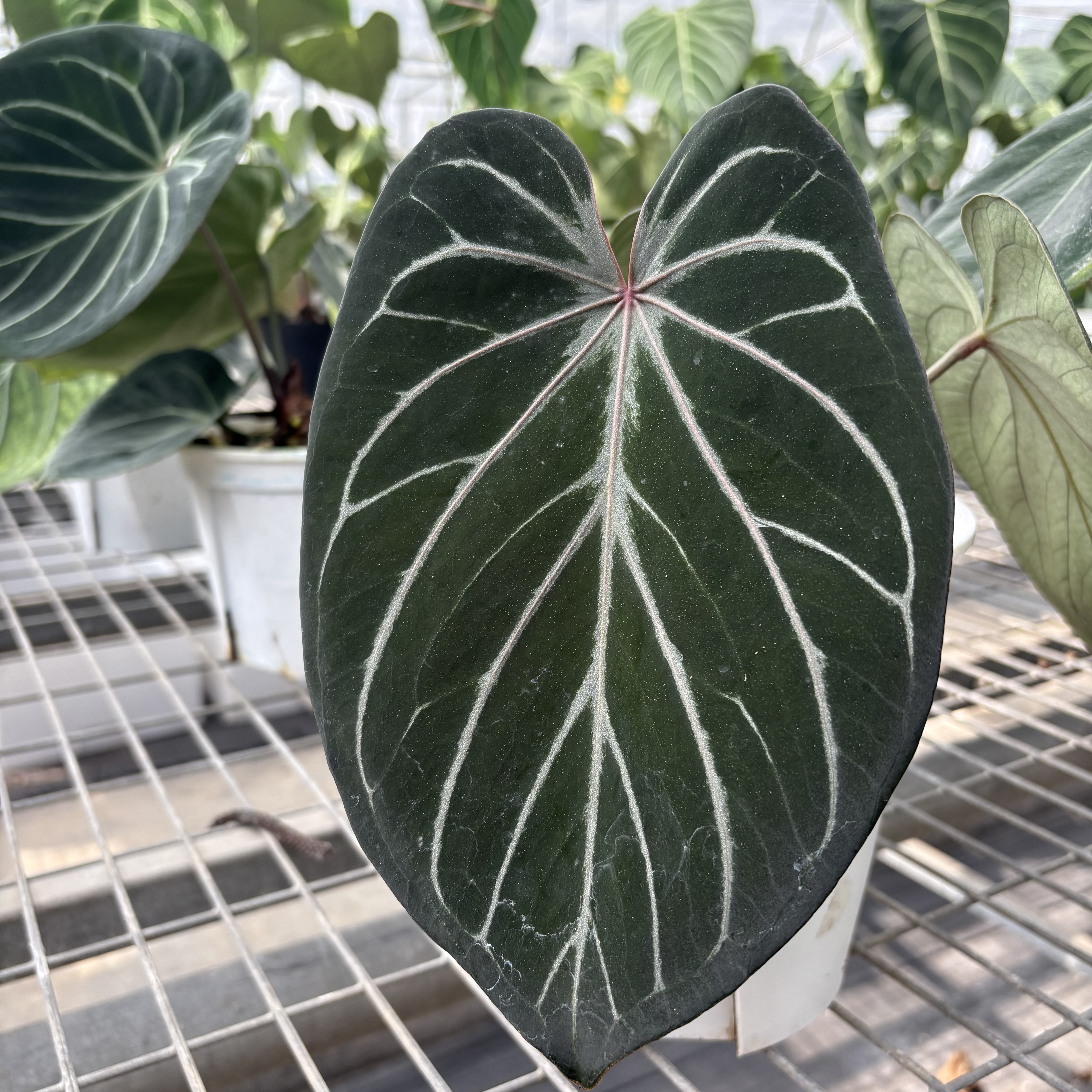 Anthurium King of Spades