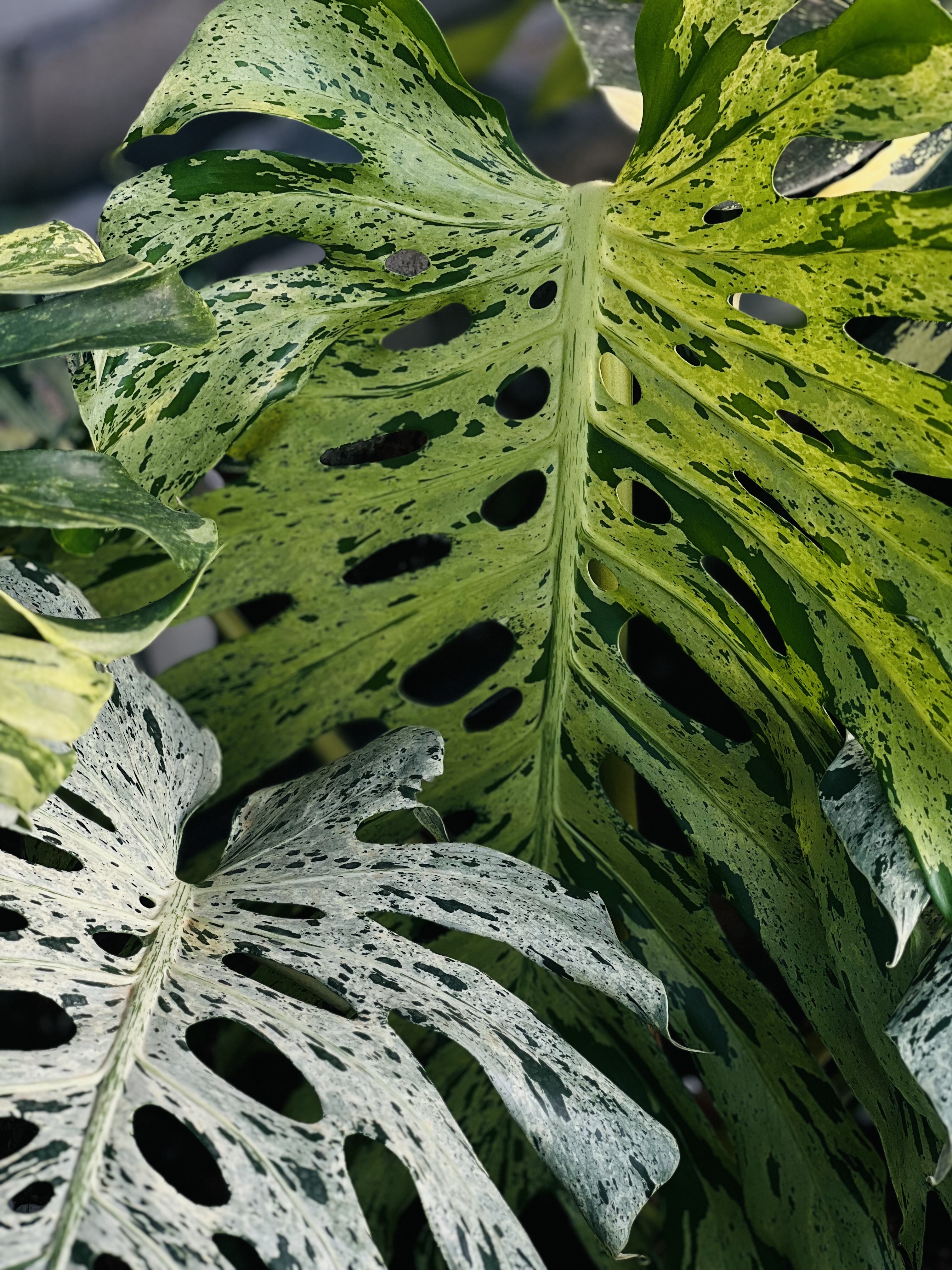 Monstera Bulbasaur
