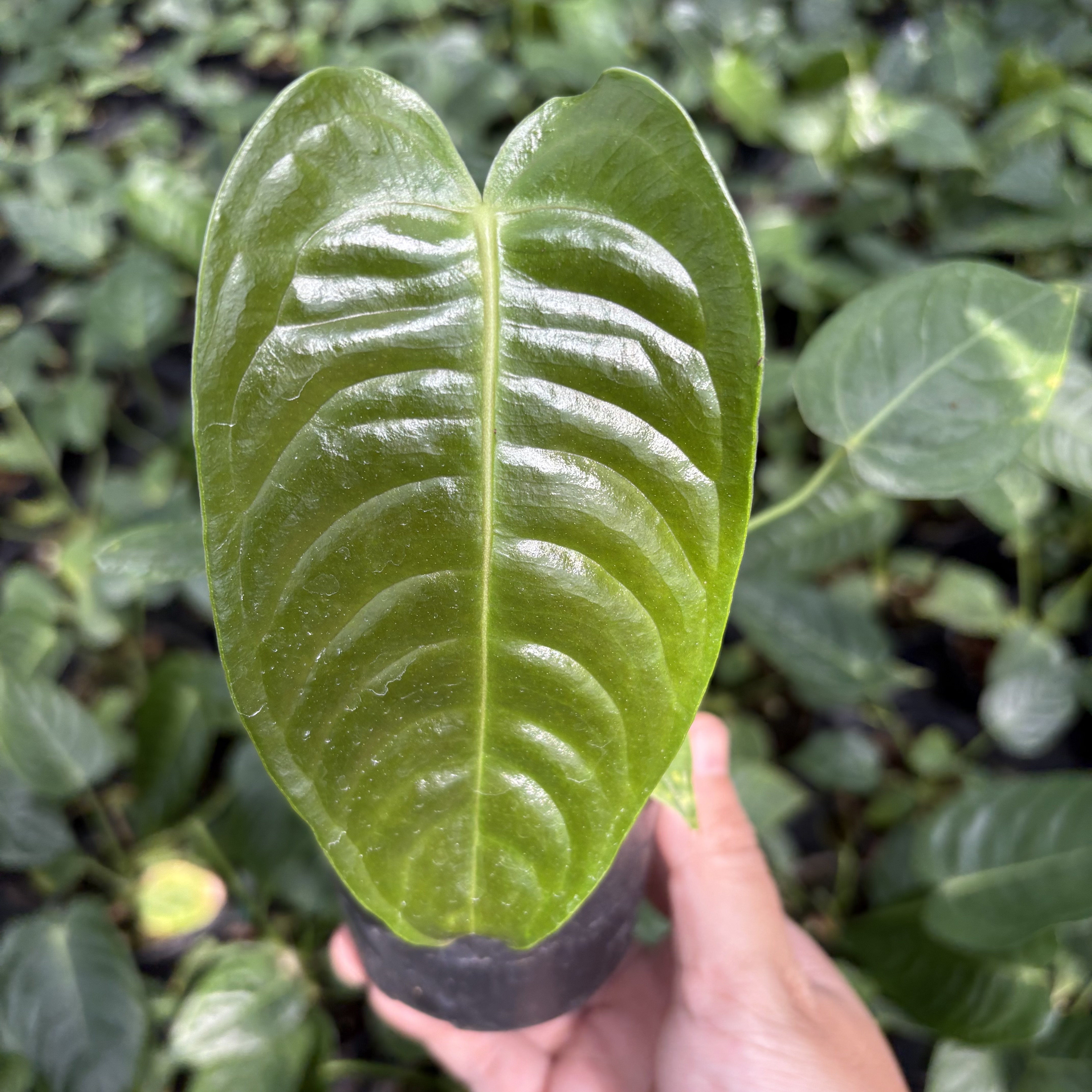 Anthurium Veitchii
