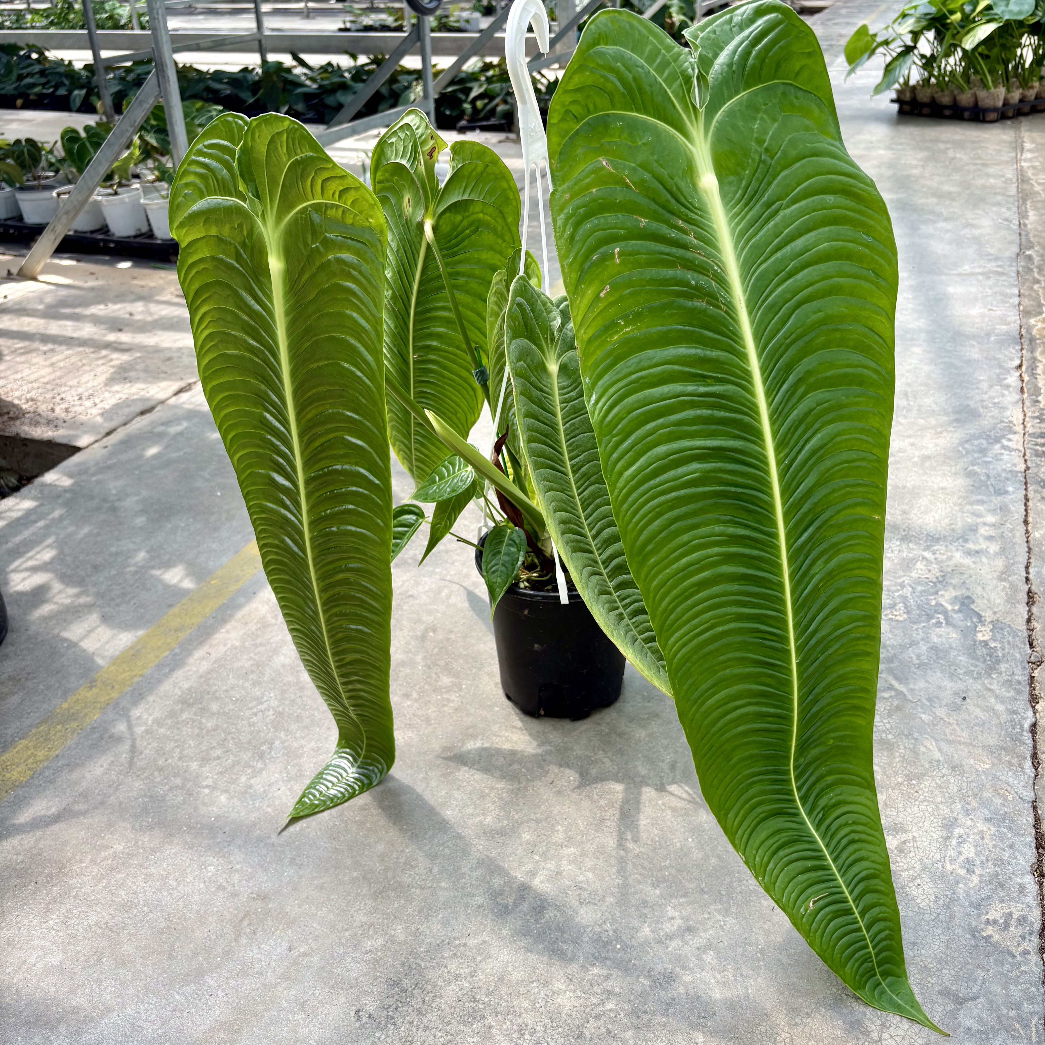 Anthurium Veitchii