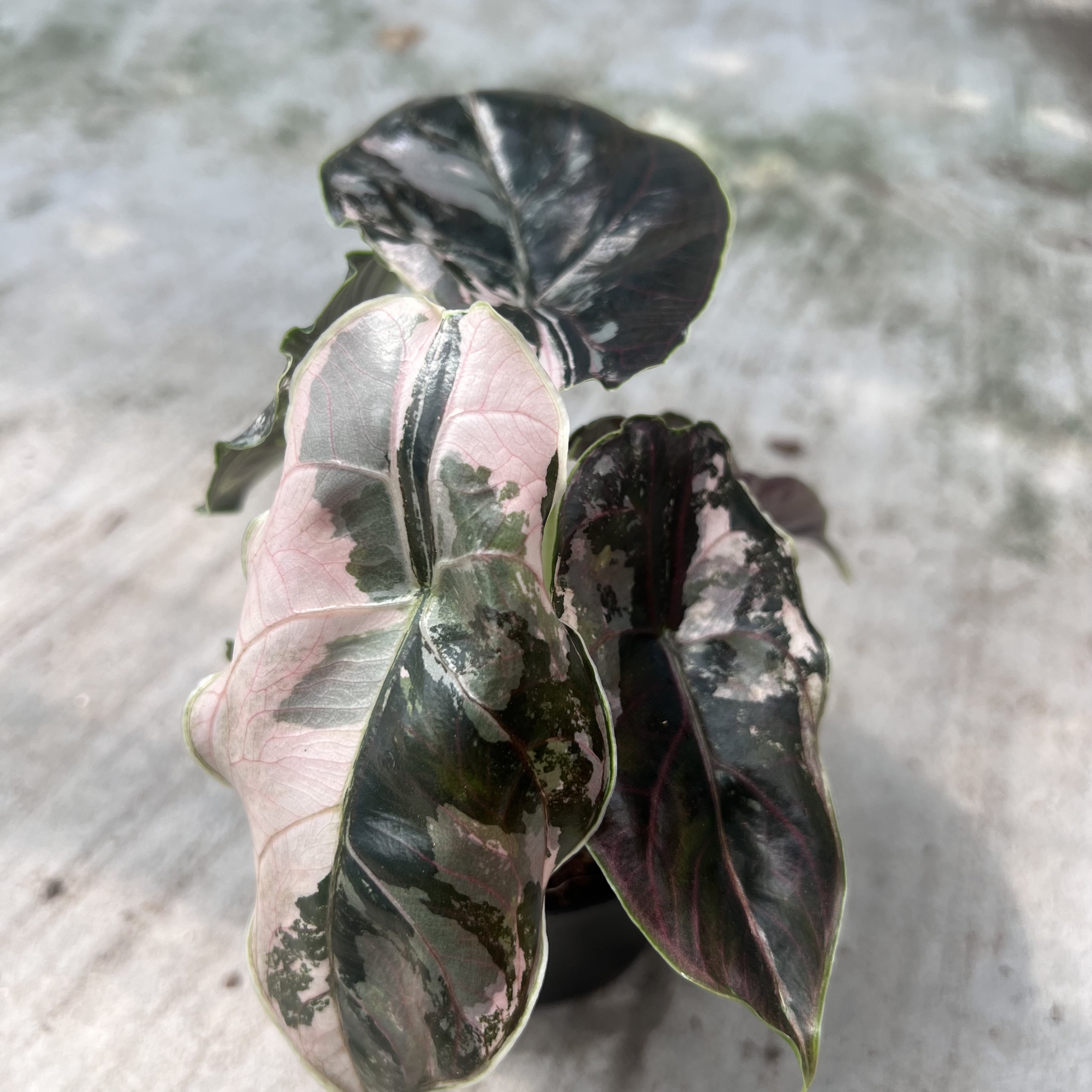 Alocasia Azlanii Albo Variegated