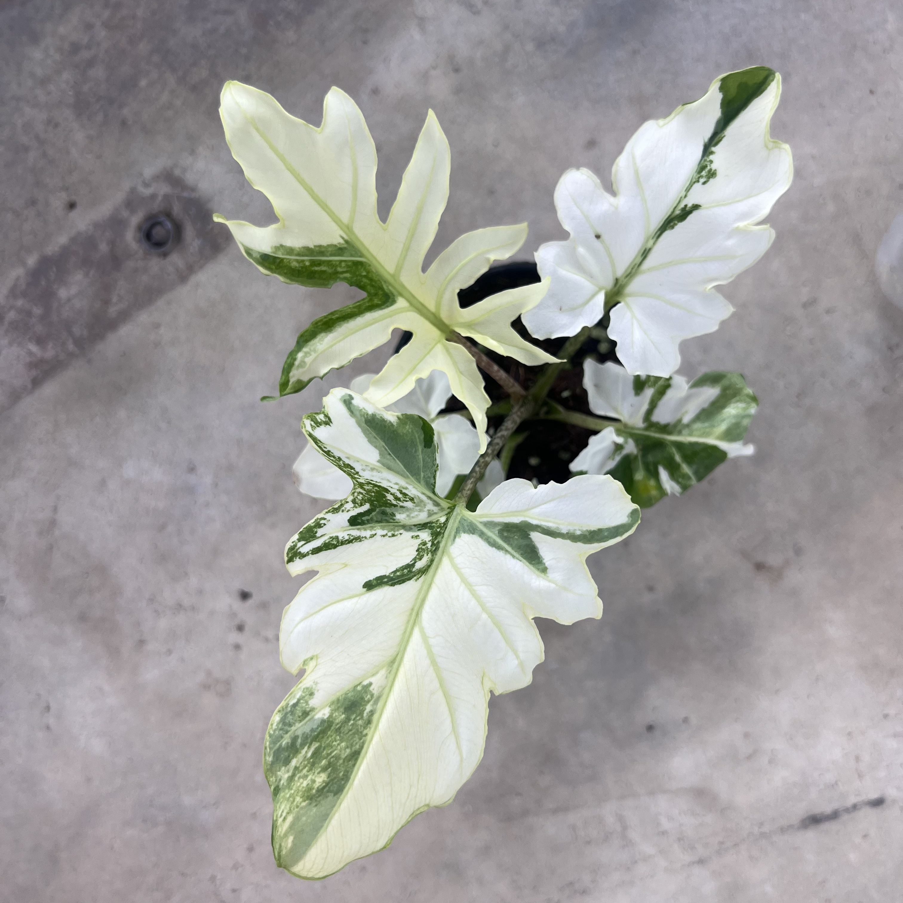 Alocasia Brancifolia Albo Variegated