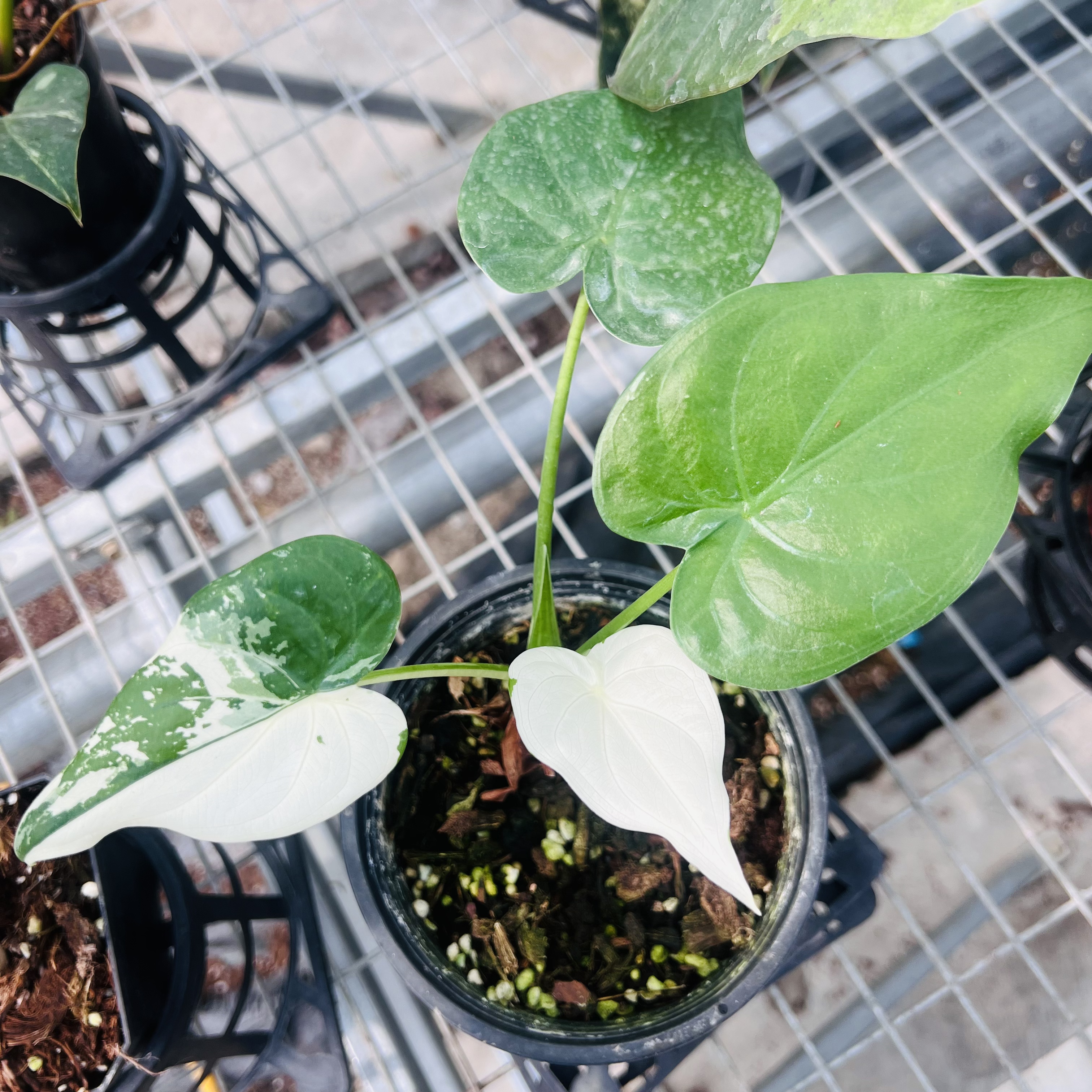 Alocasia Cucullata Albo Variegated