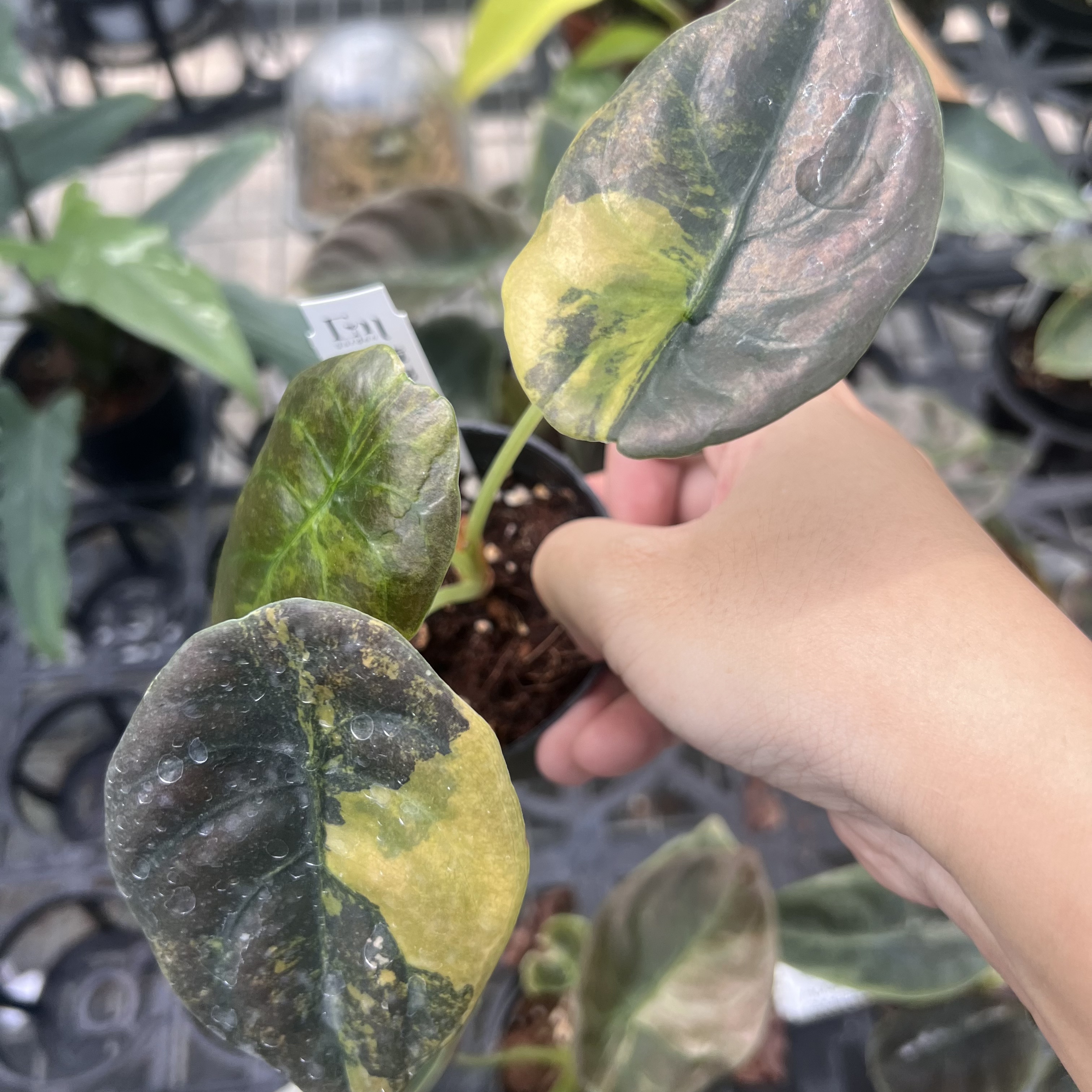 Alocasia Cuprea Aurea Latte Variegated 