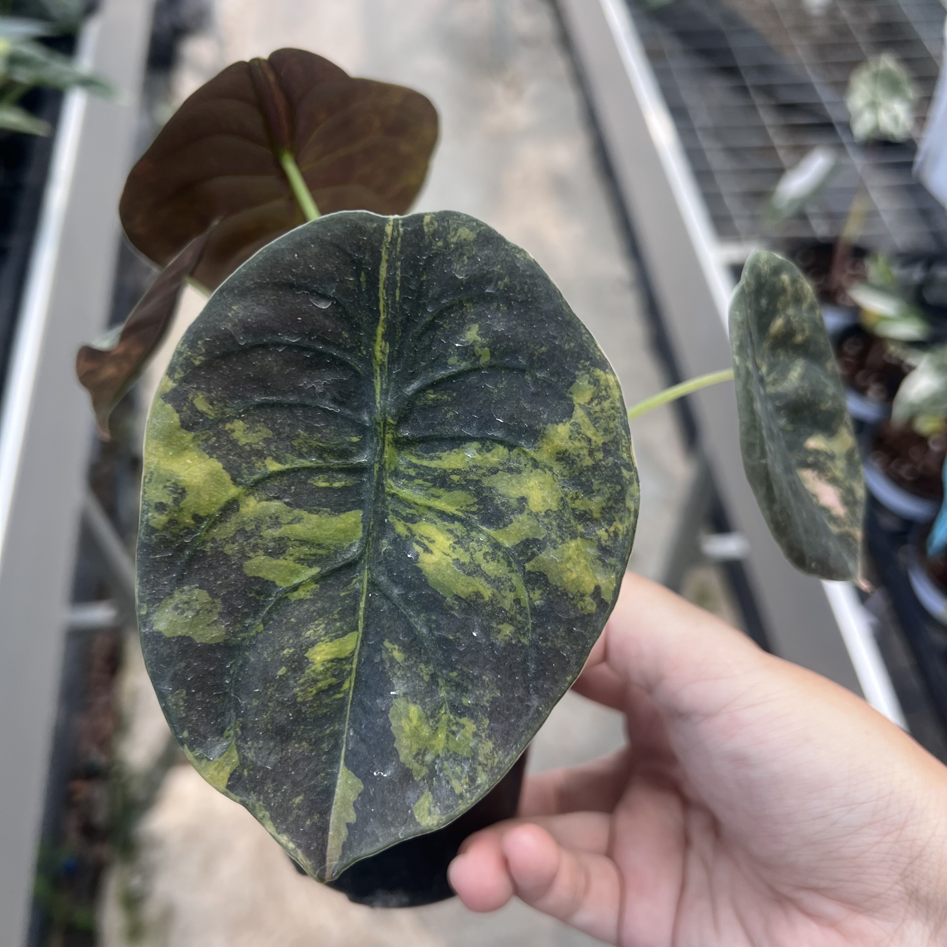 Alocasia Cuprea Aurea Latte Variegated 