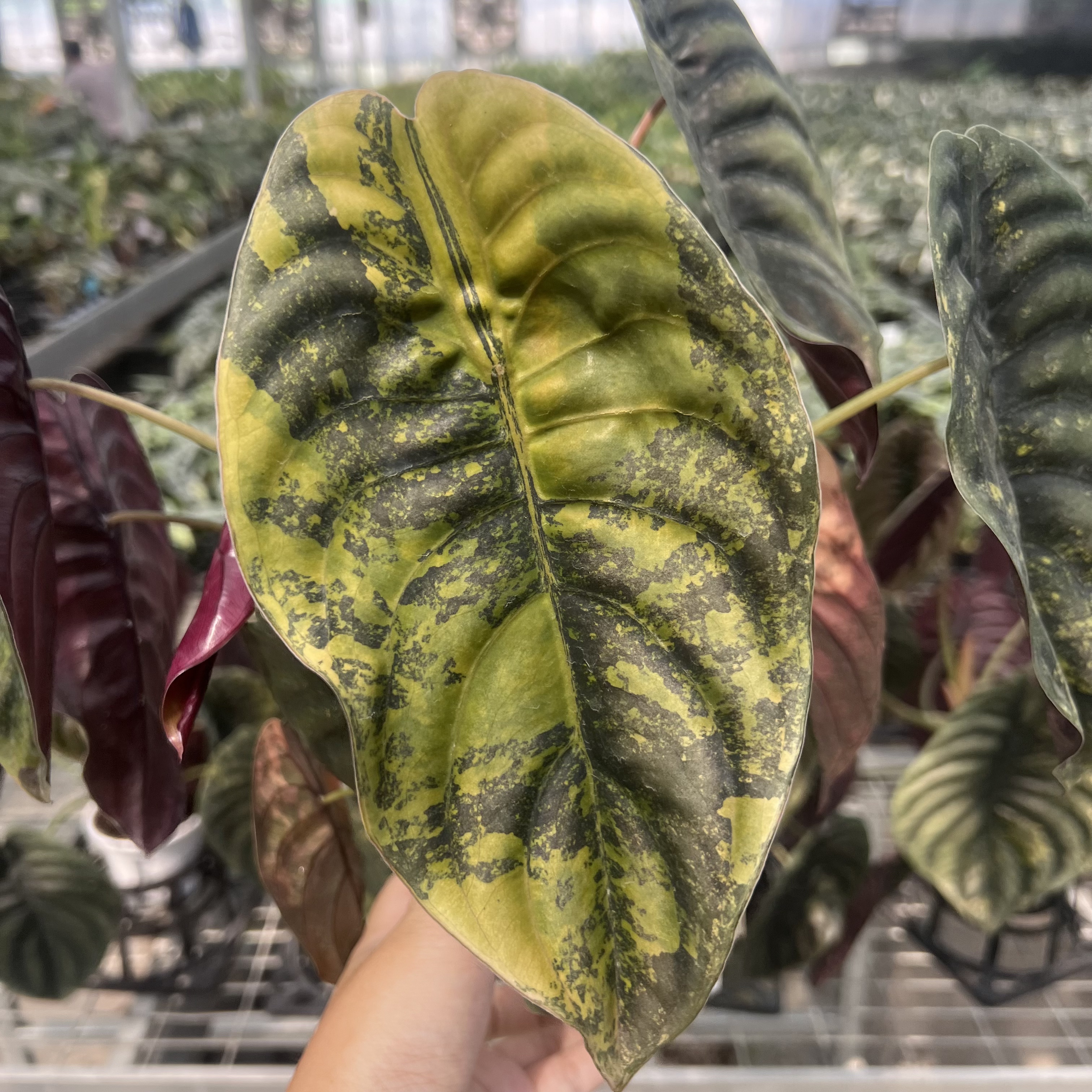 Alocasia Cuprea Aurea Latte Variegated 
