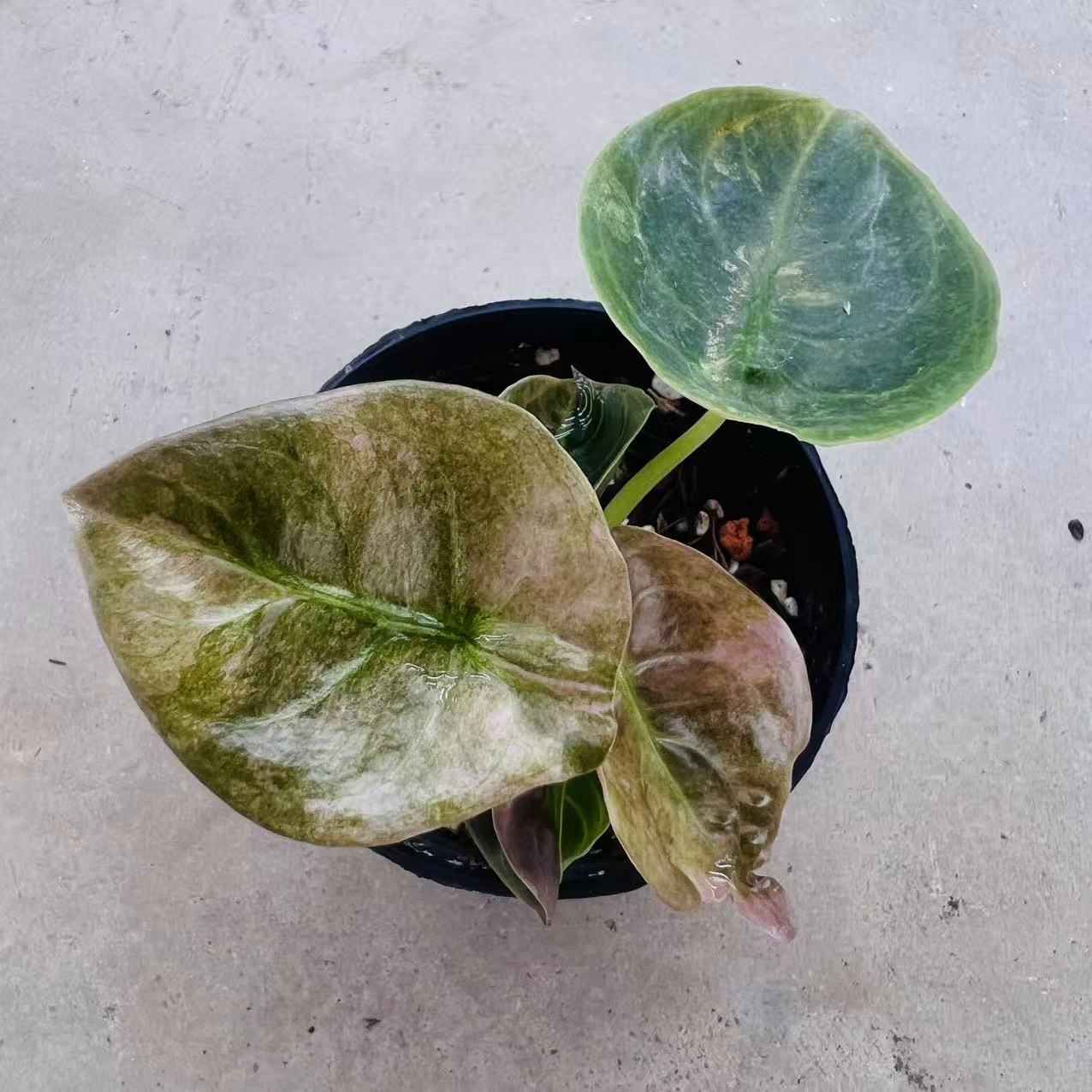 Alocasia Cuprea Red Secret Variegated