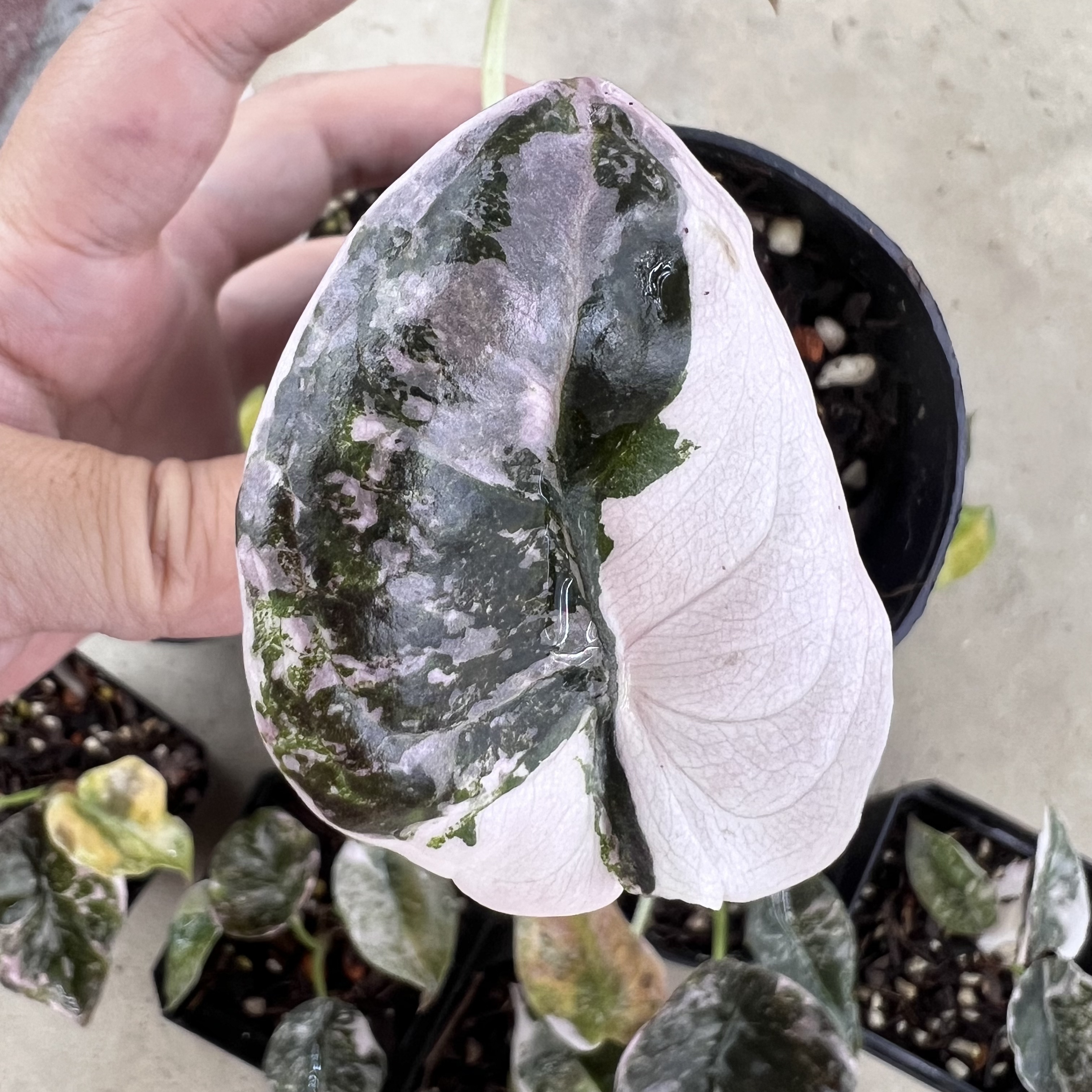 Alocasia Cuprea Red Secret Variegated Super Pink