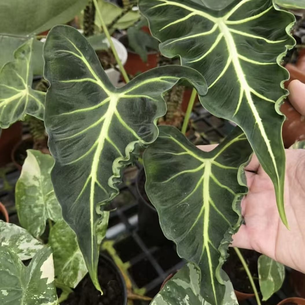 Alocasia Emerald Tide