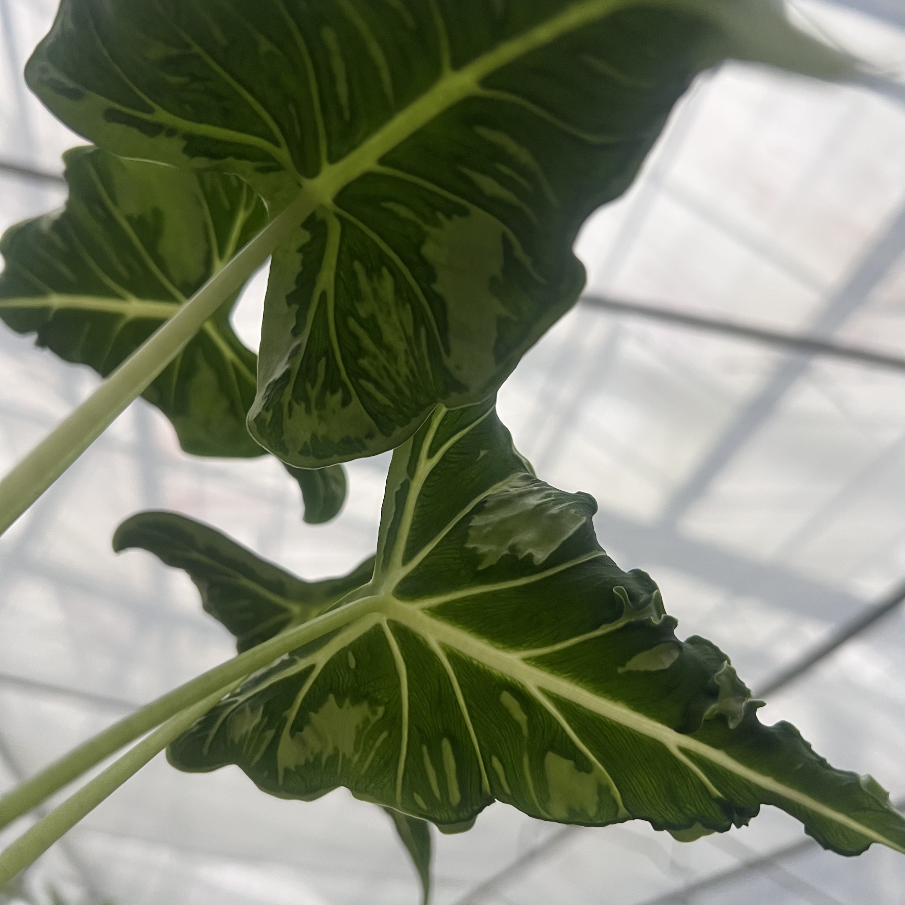 Alocasia Emerald Tide