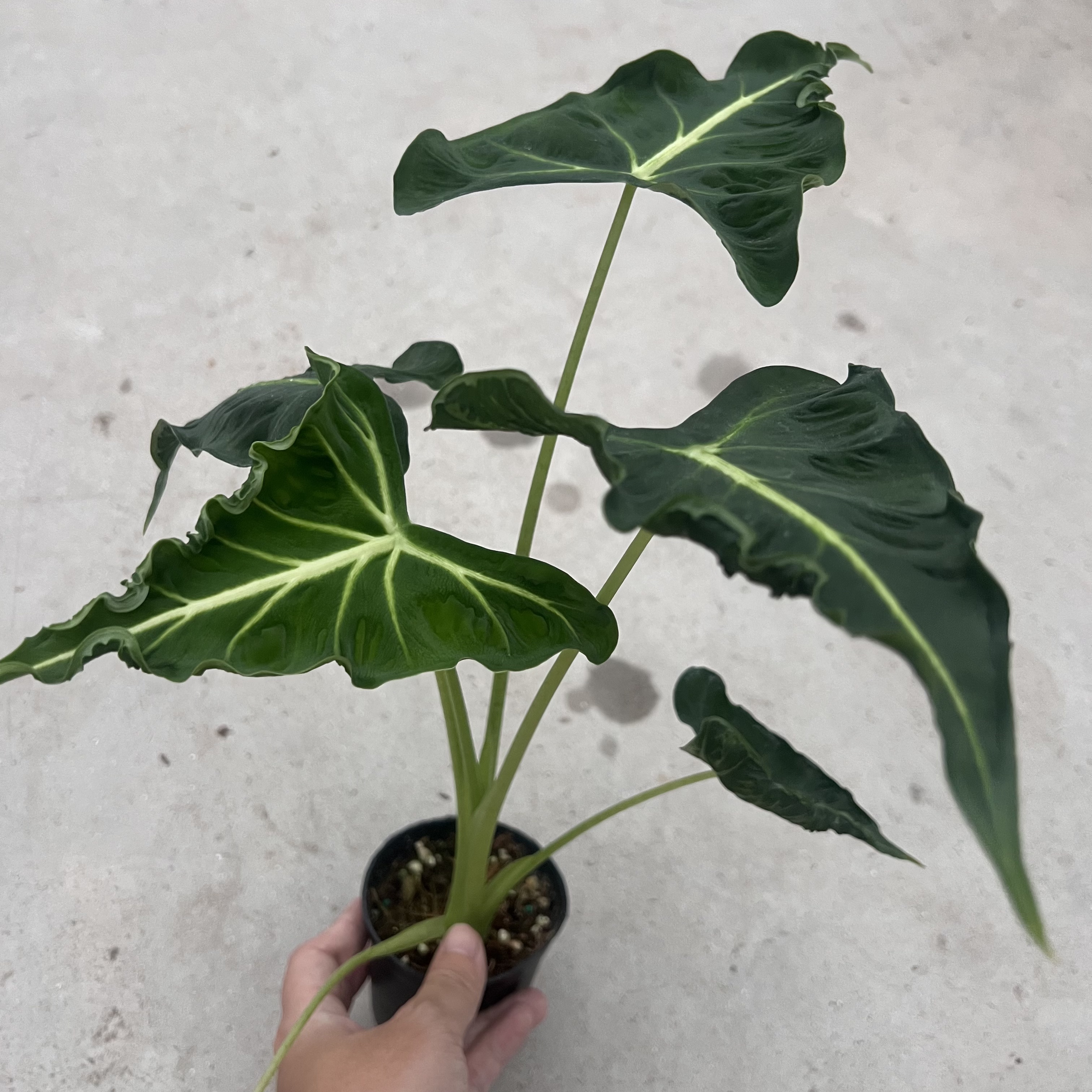 Alocasia Emerald Tide