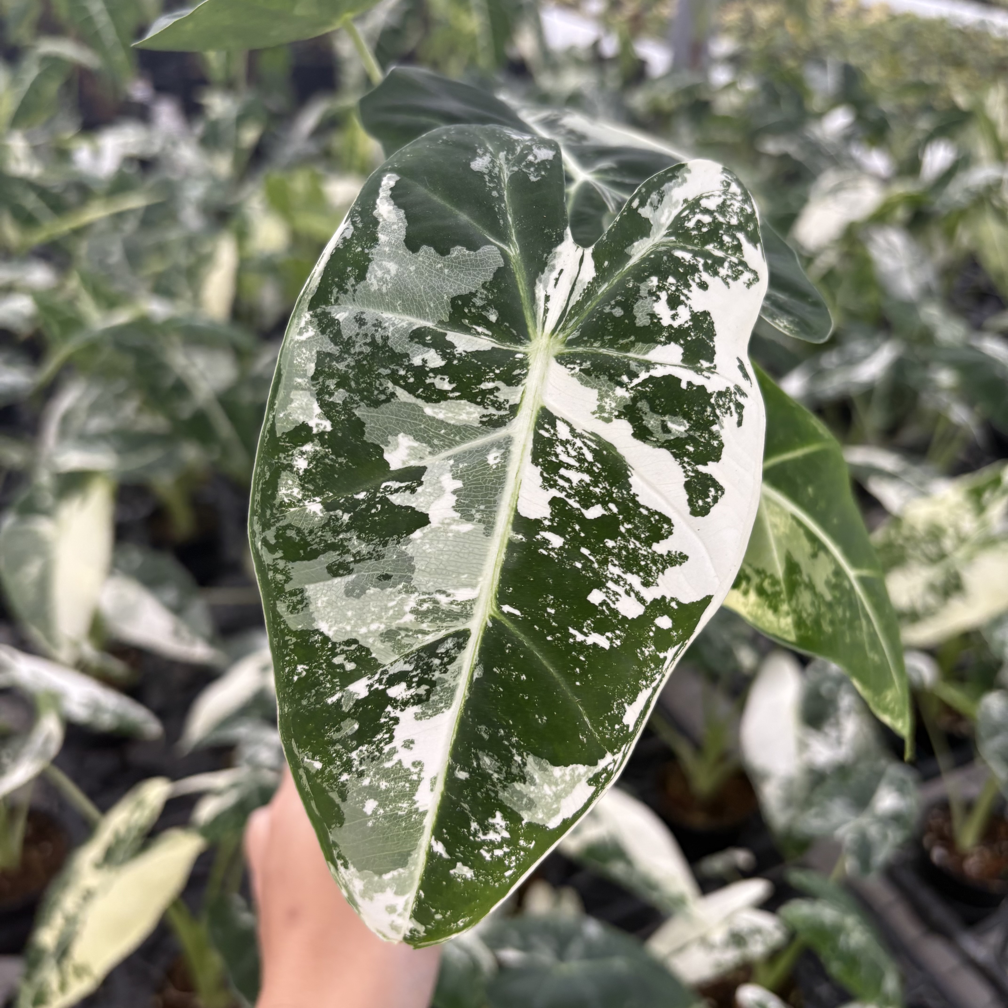 Alocasia Frydek Variegated