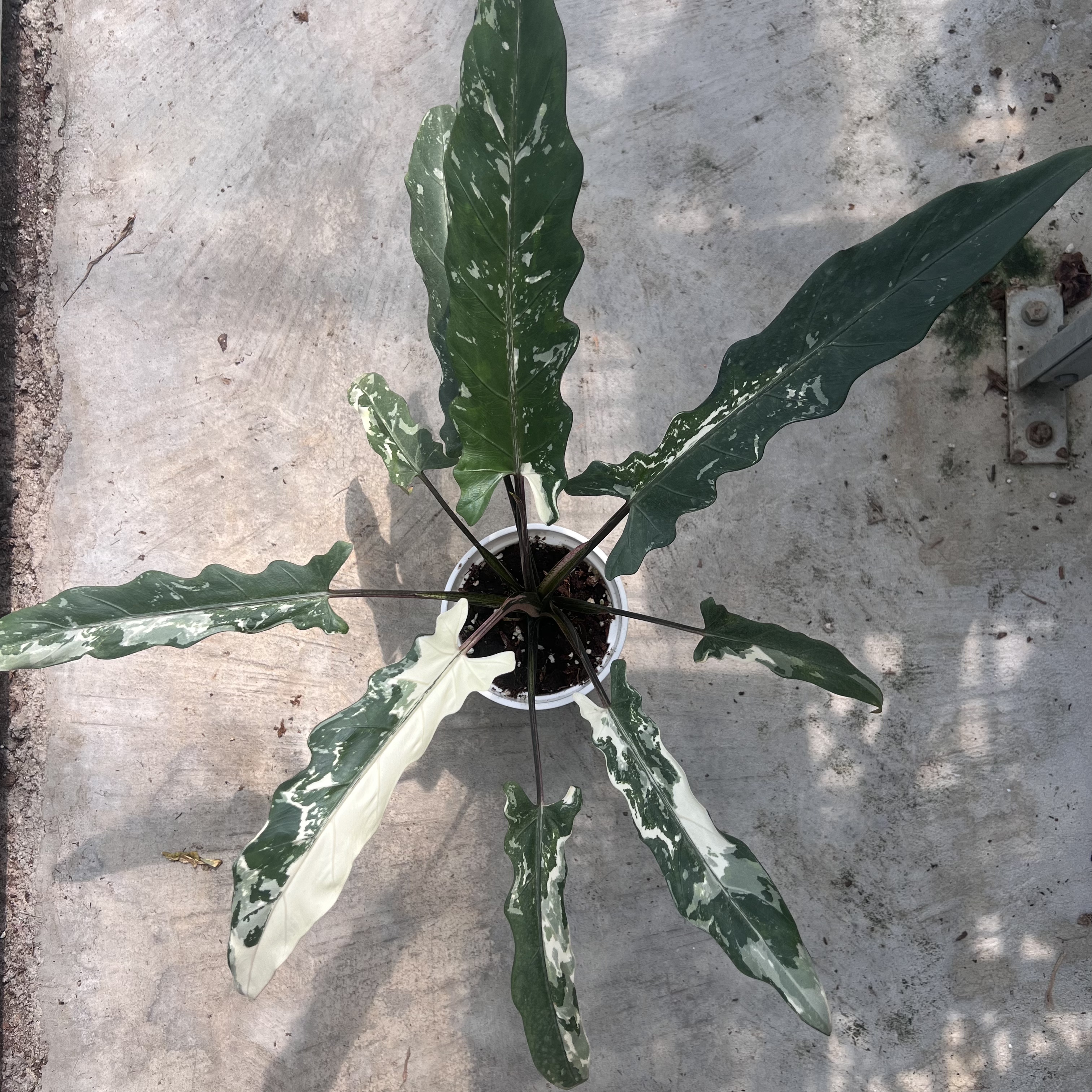 Alocasia Lauterbachiana Albo Variegated