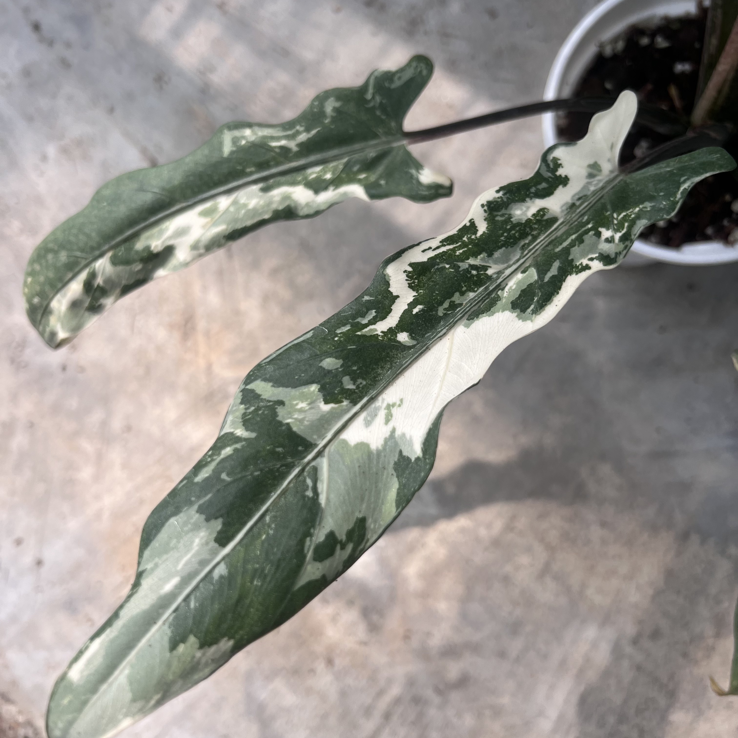 Alocasia Lauterbachiana Albo Variegated