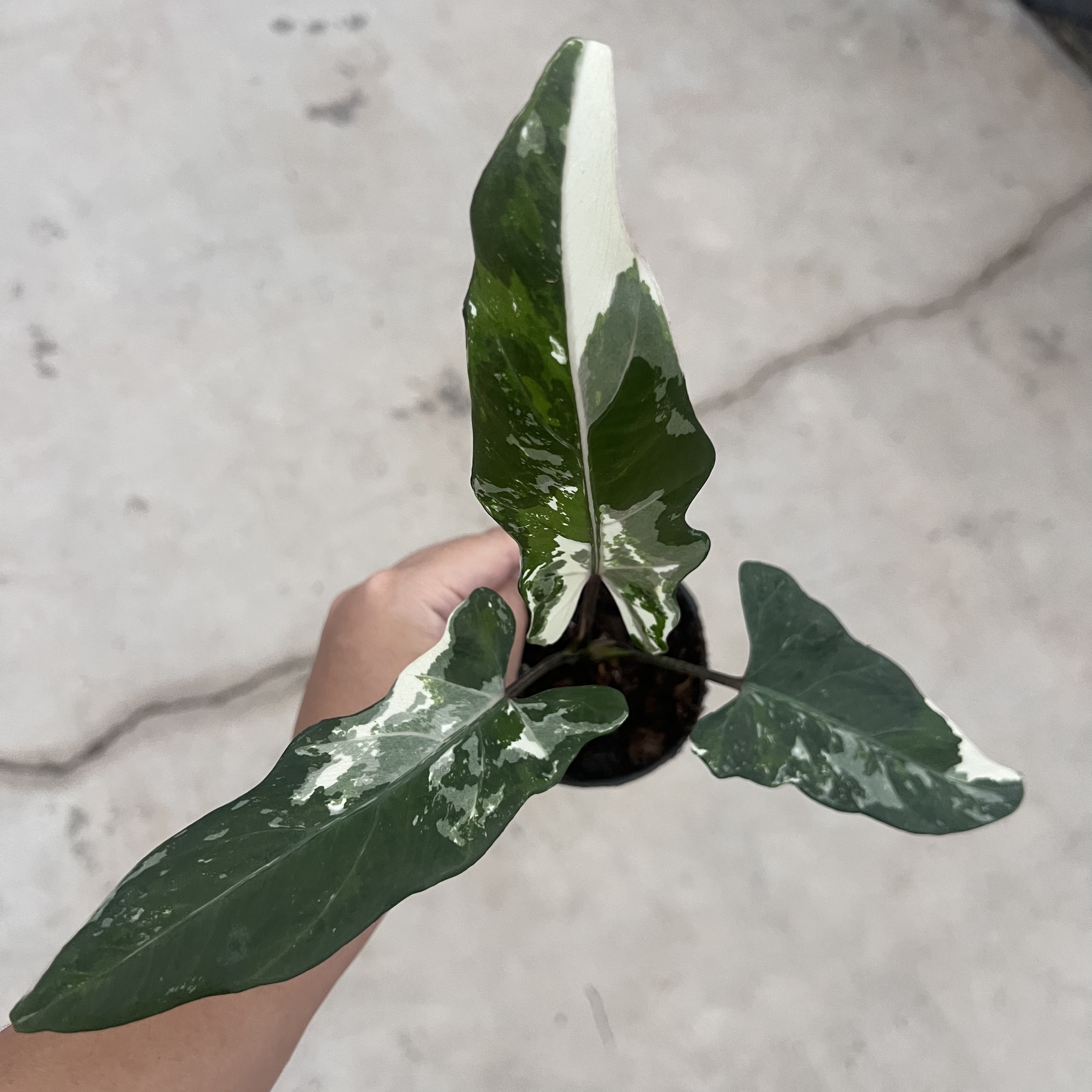 Alocasia Lauterbachiana Albo Variegated