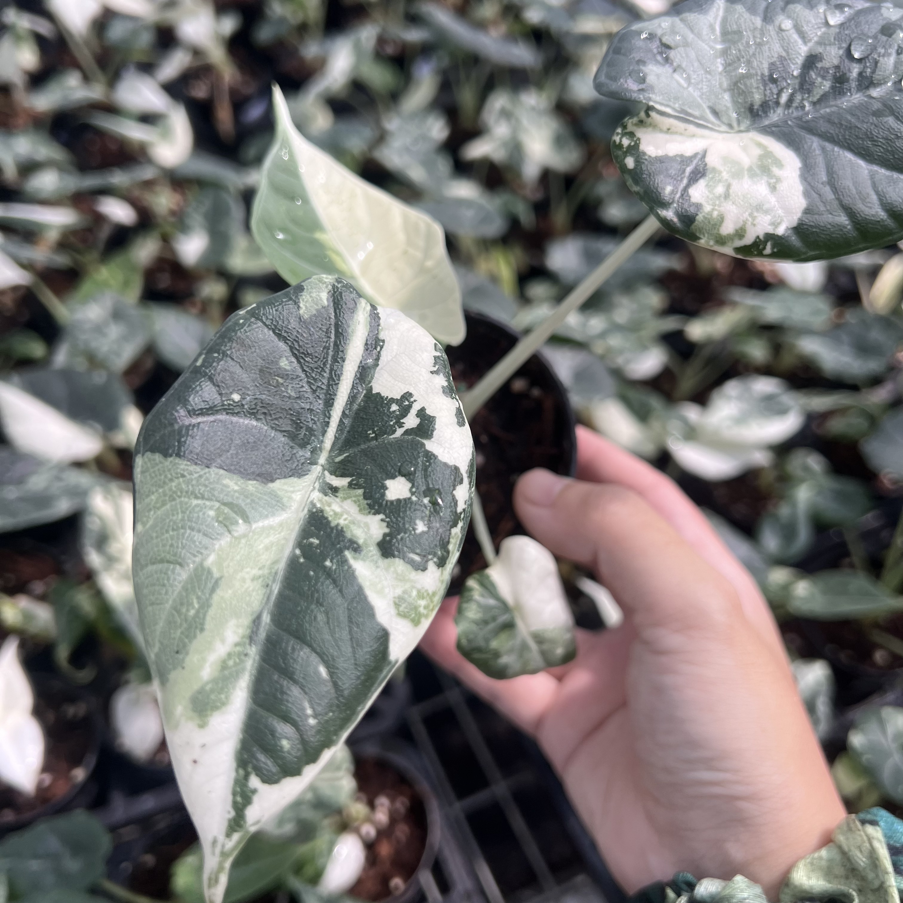 Alocasia Maharani Albo Variegated