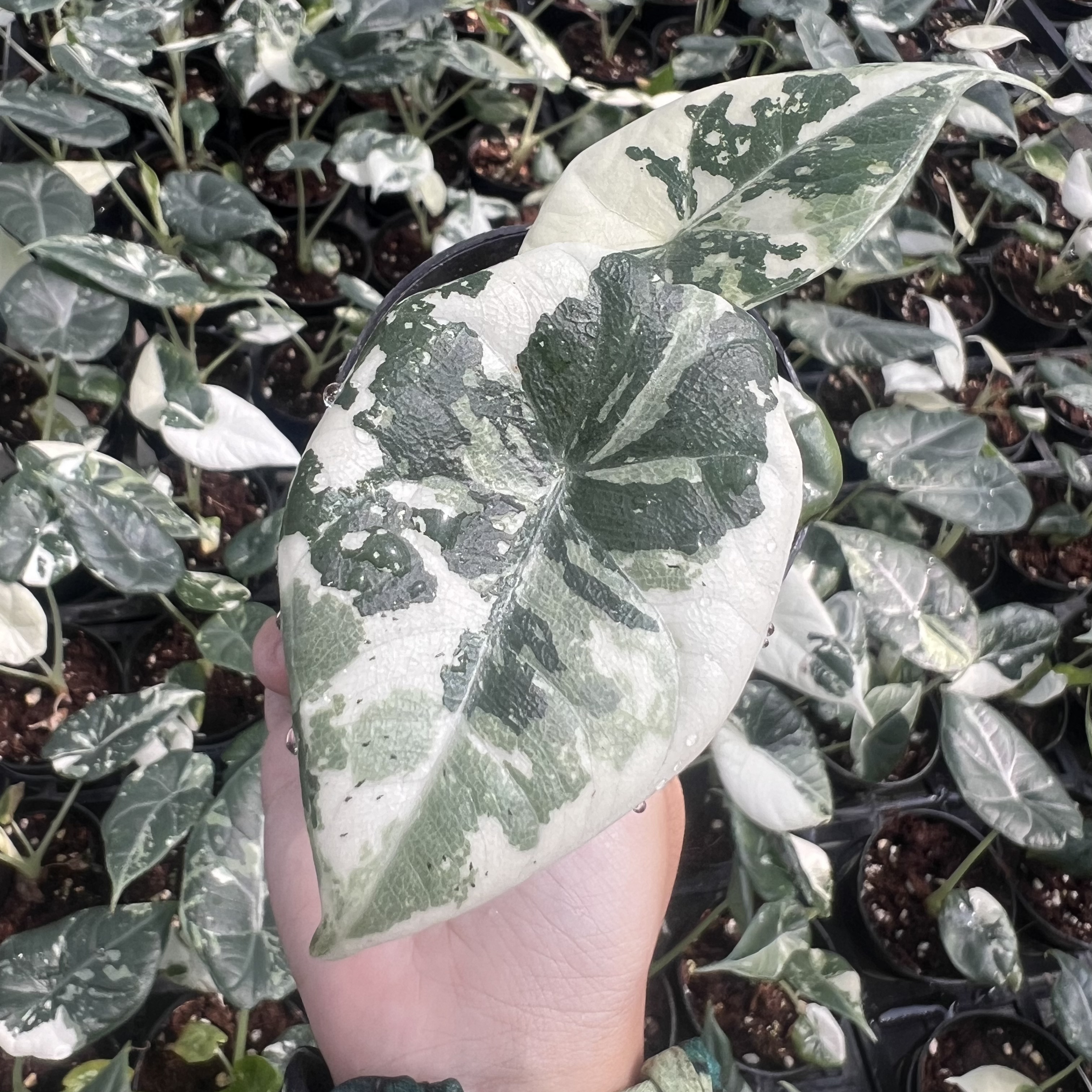 Alocasia Maharani Albo Variegated