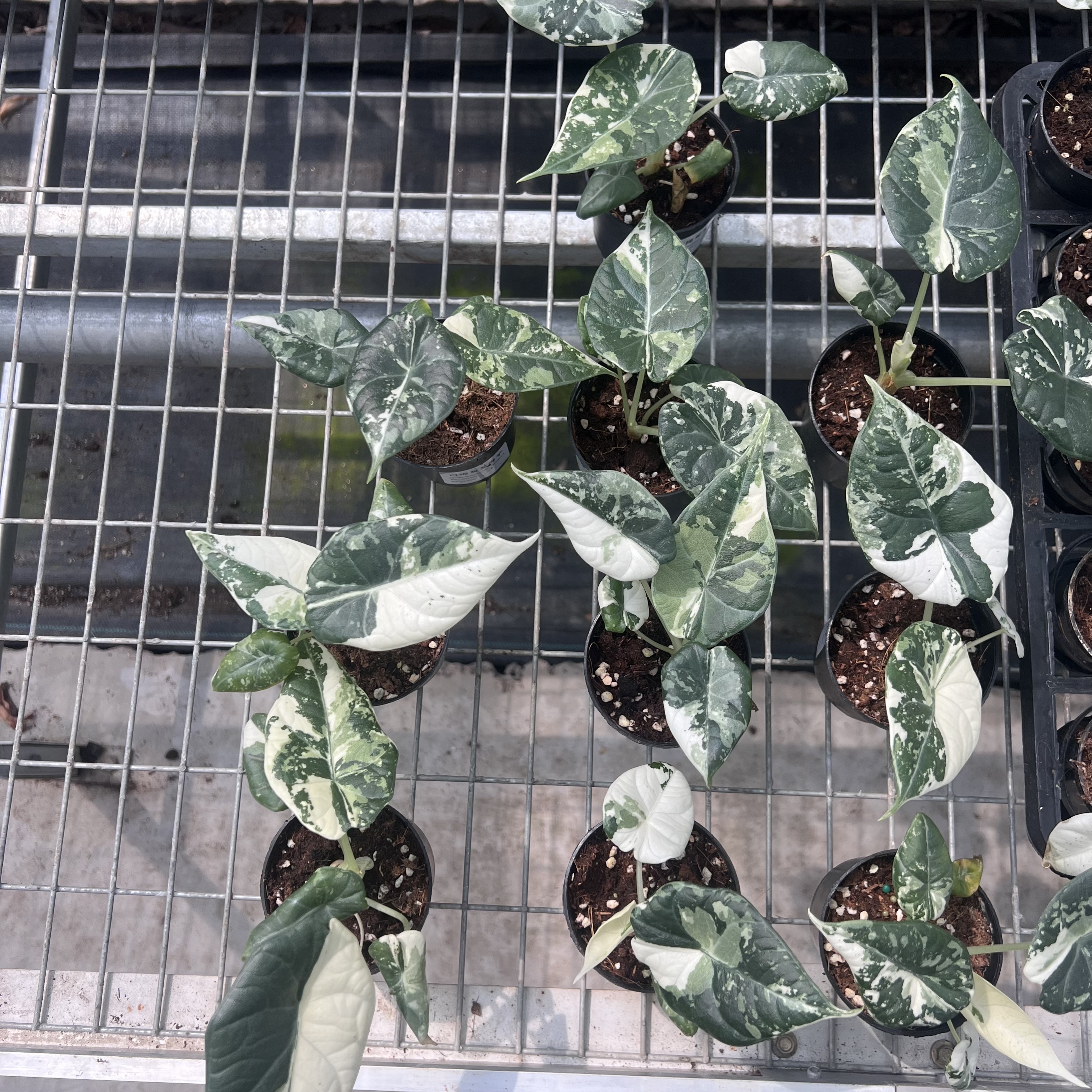 Alocasia Maharani Albo Variegated