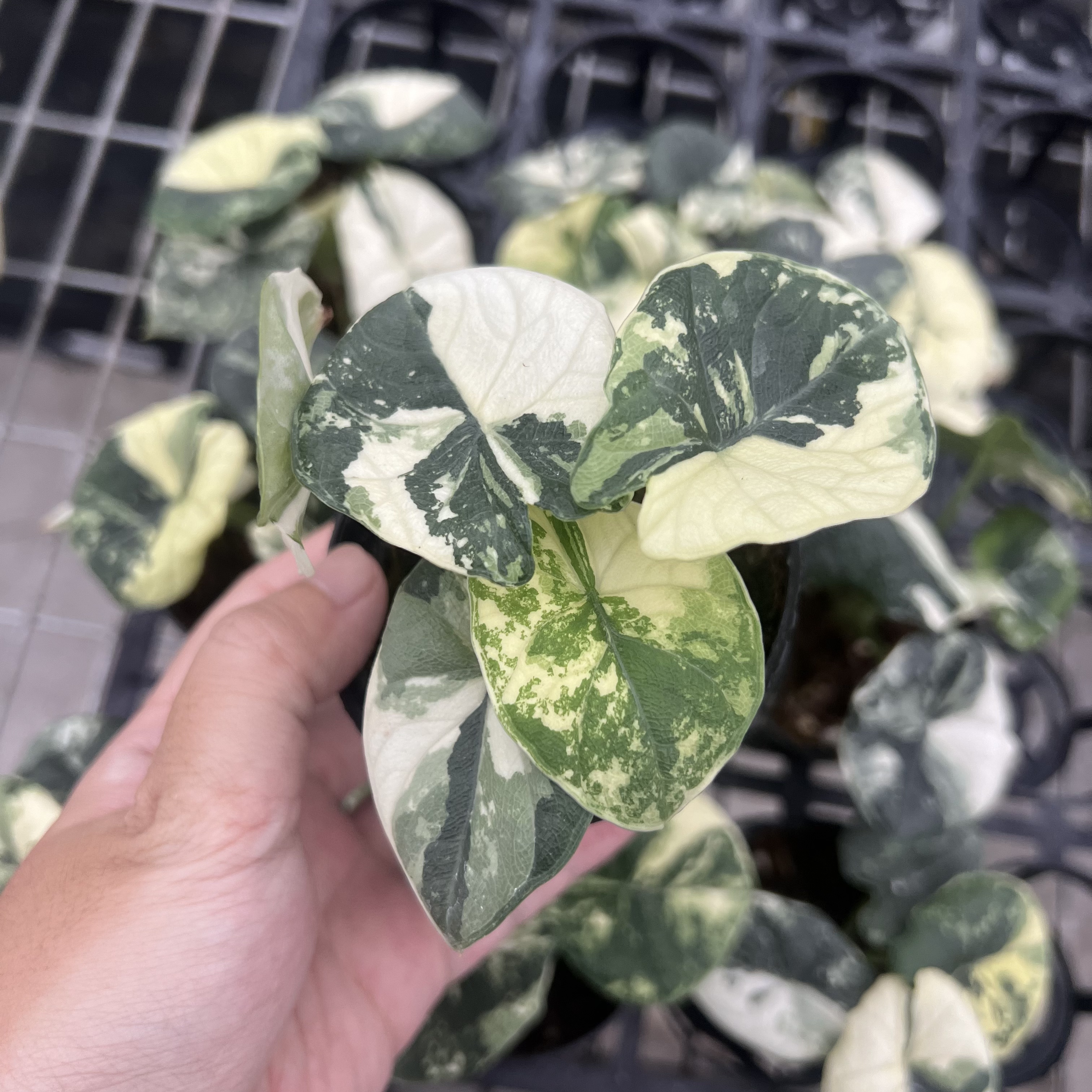 Alocasia Melo Albo Variegated