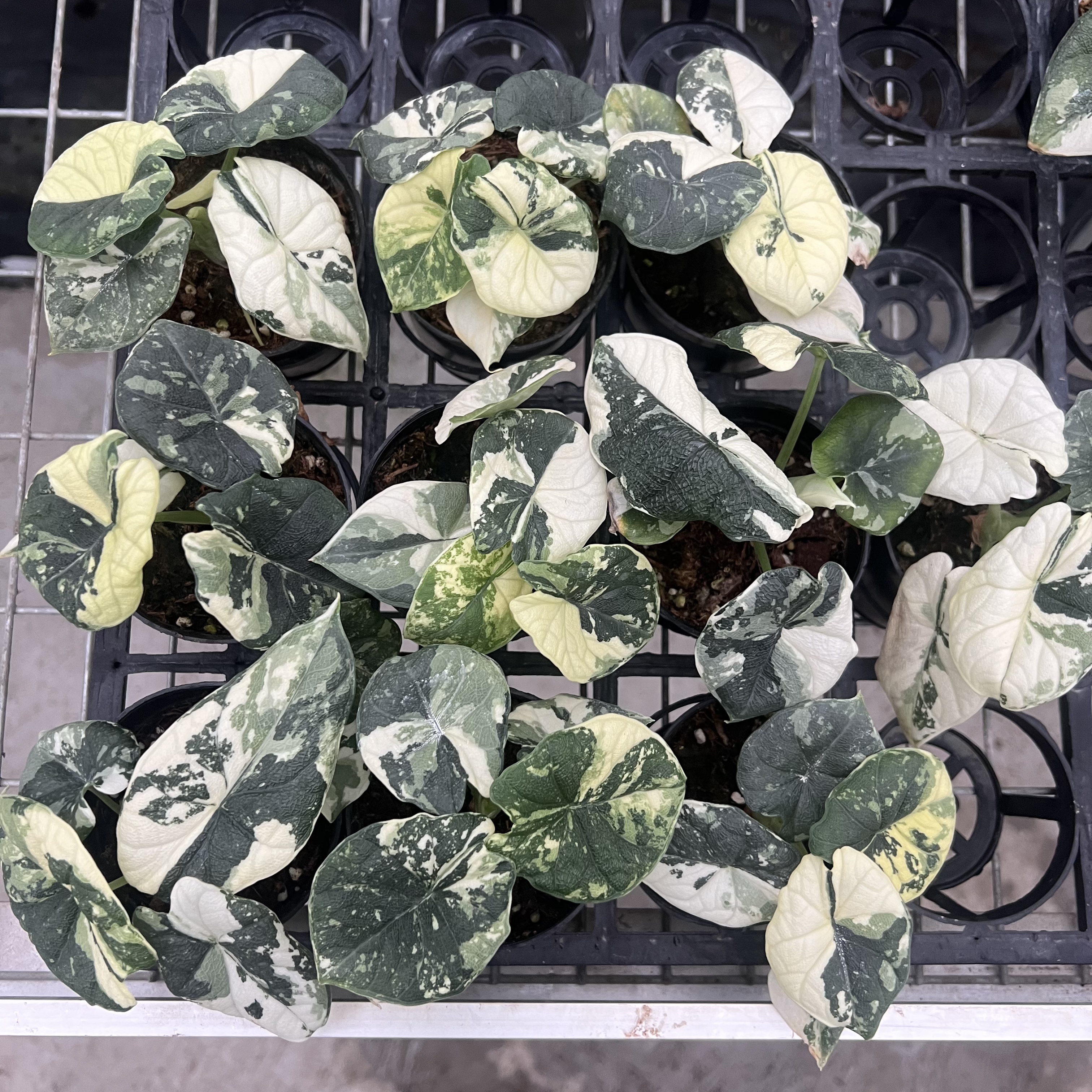 Alocasia Melo Albo Variegated
