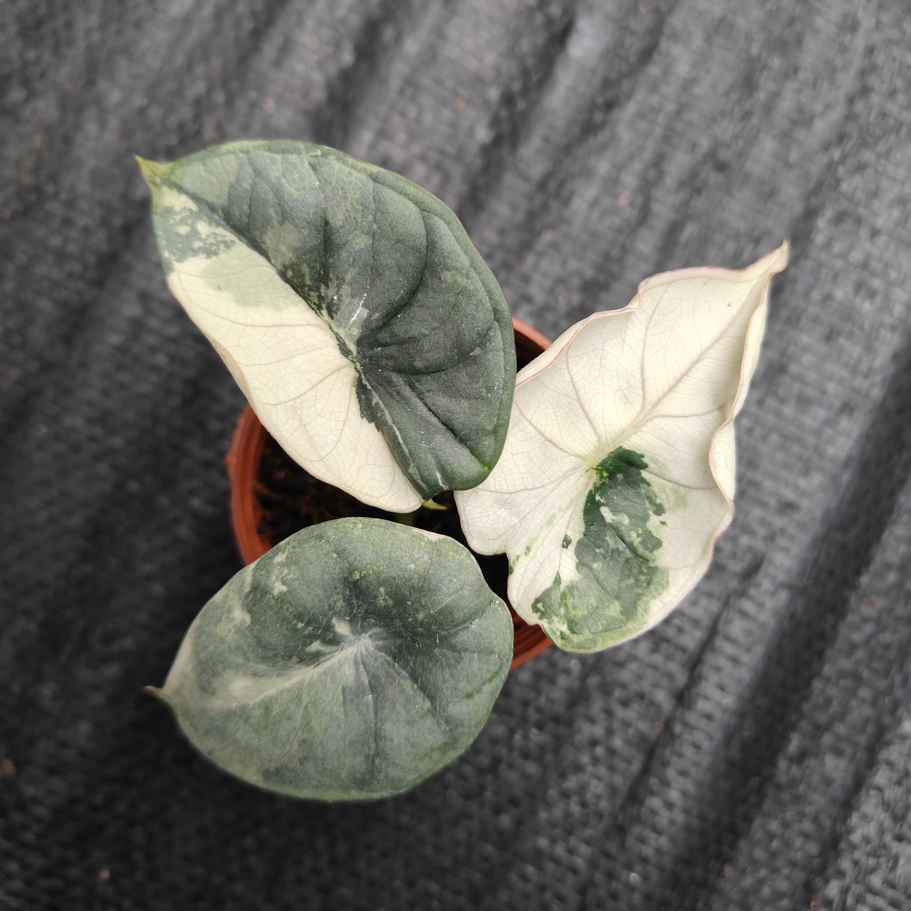 Alocasia Nebula Albo Variegated