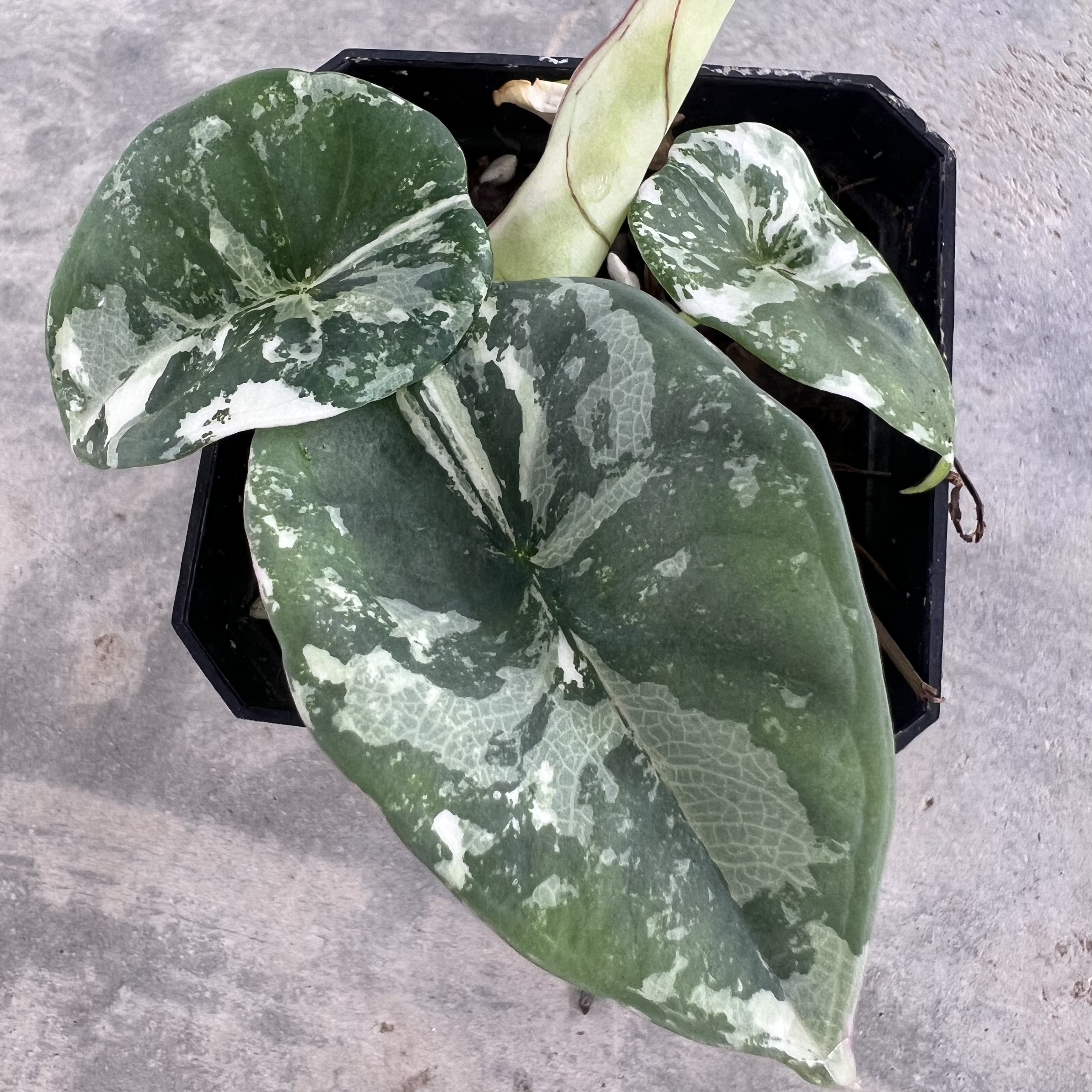 Alocasia Nebula Albo Variegated