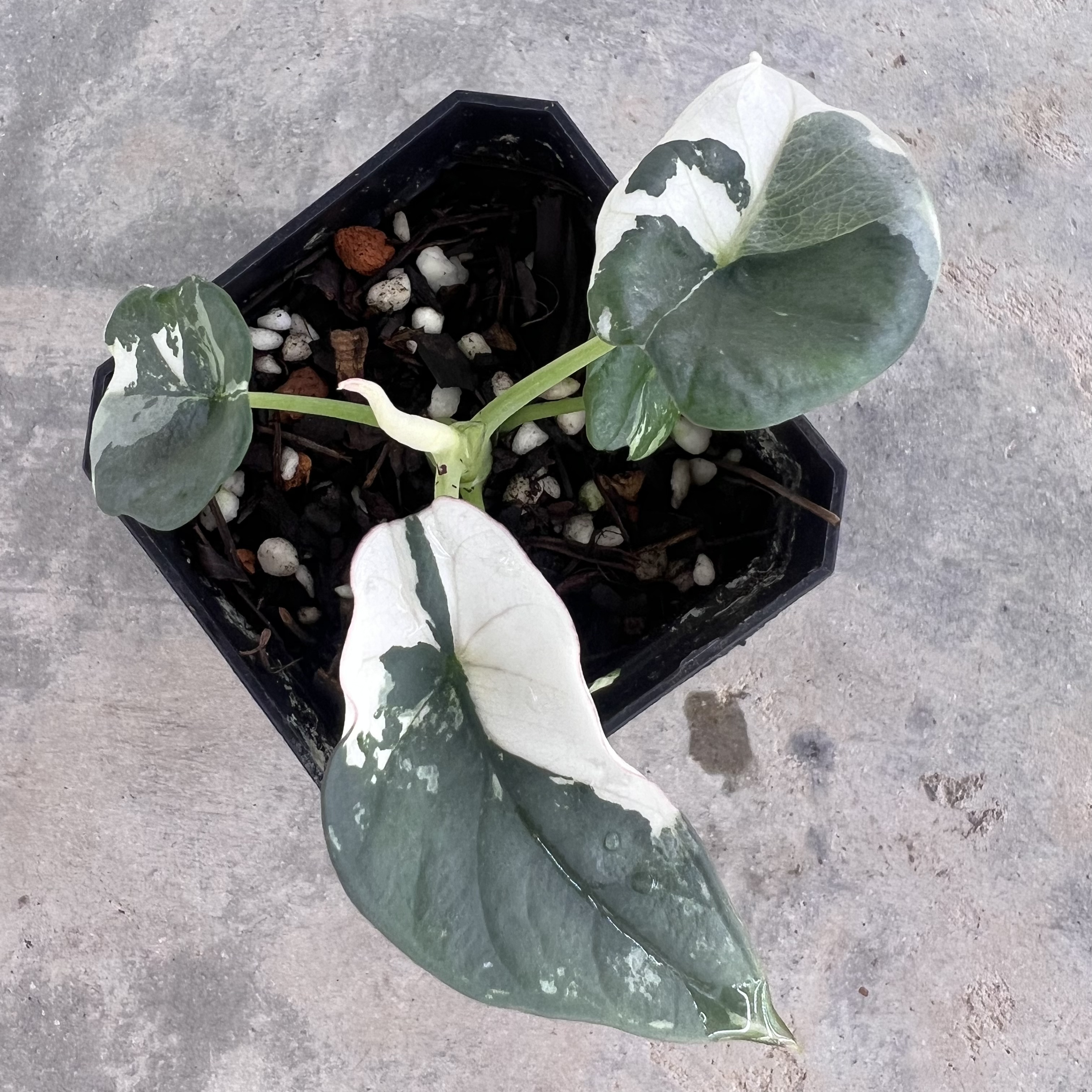 Alocasia Nebula Albo Variegated