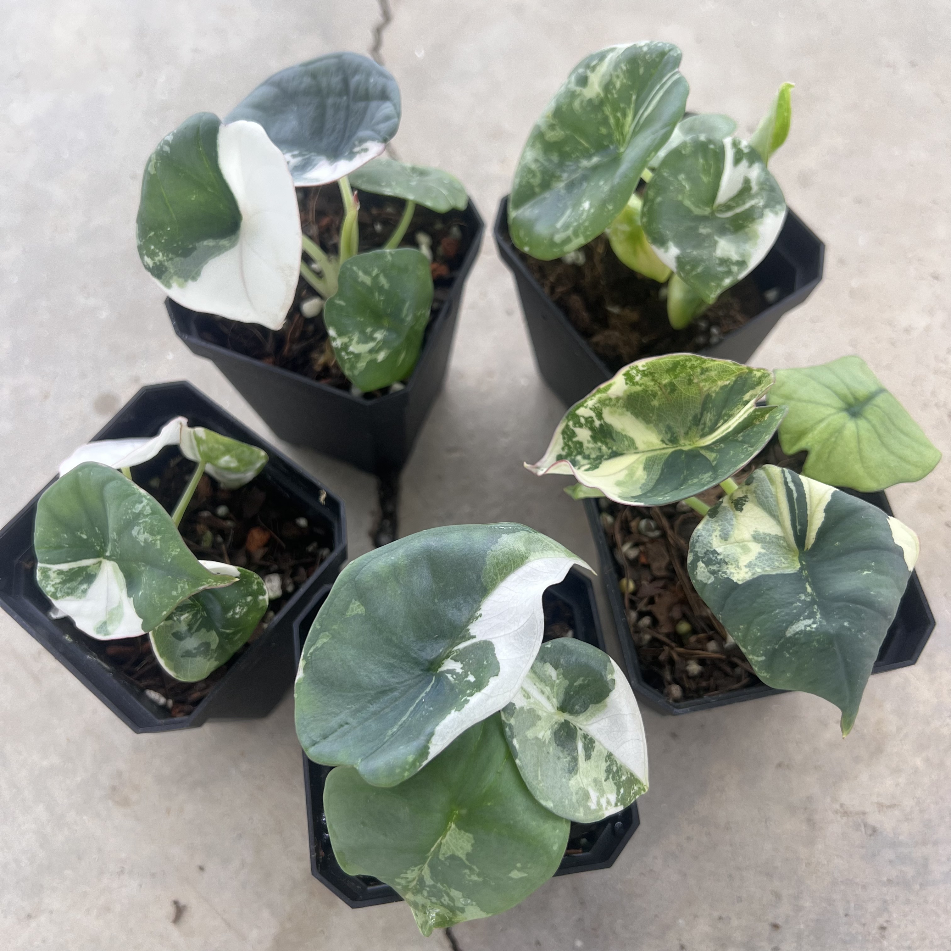 Alocasia Nebula Albo Variegated