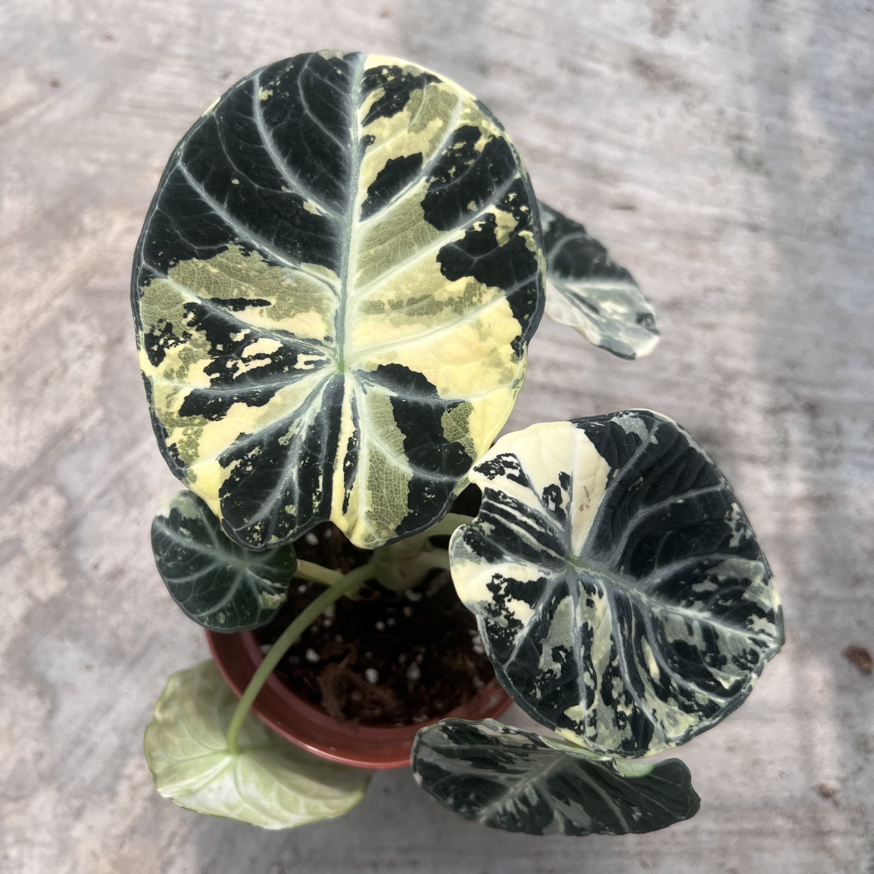 Alocasia Ninja Albo Variegated