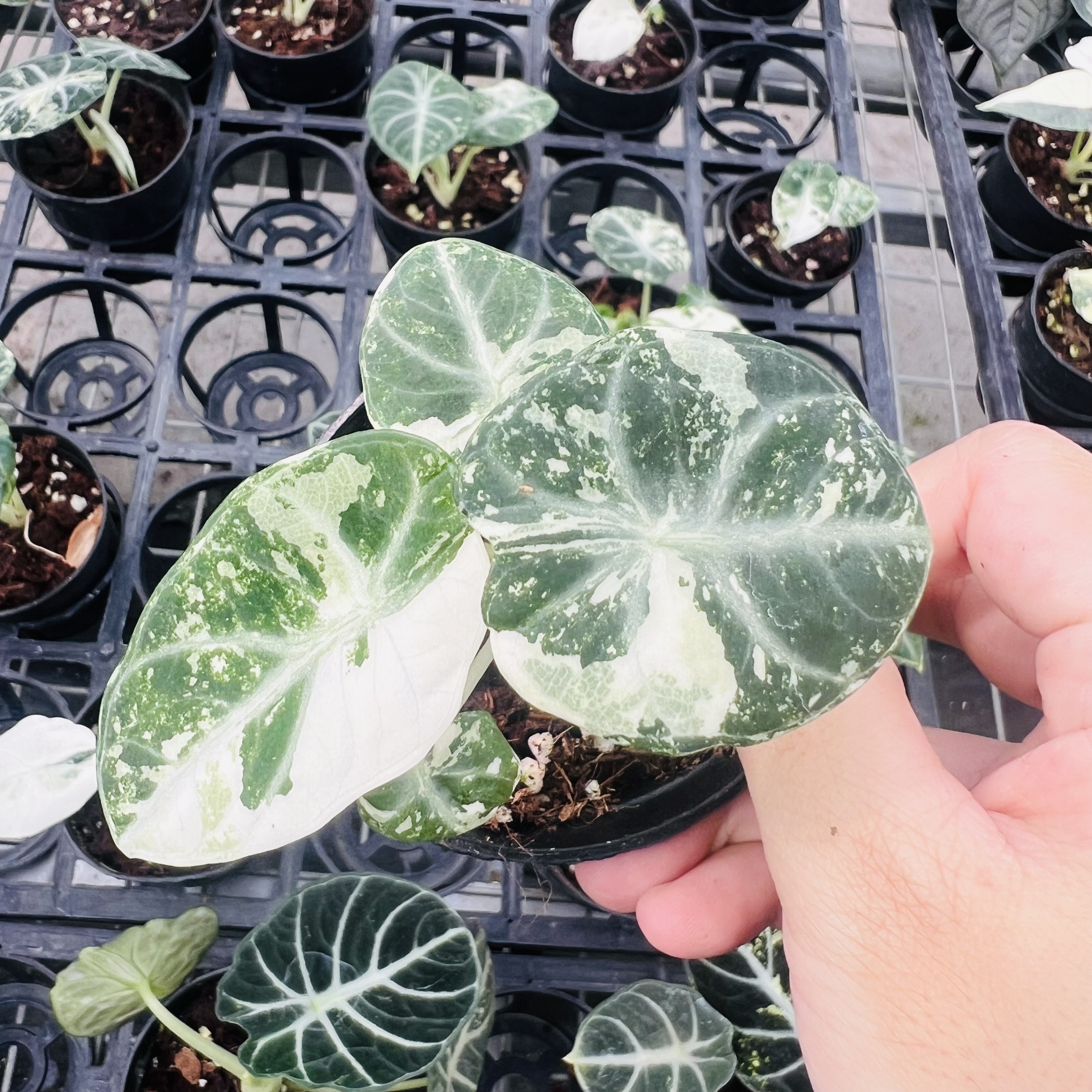 Alocasia Ninja Albo Variegated